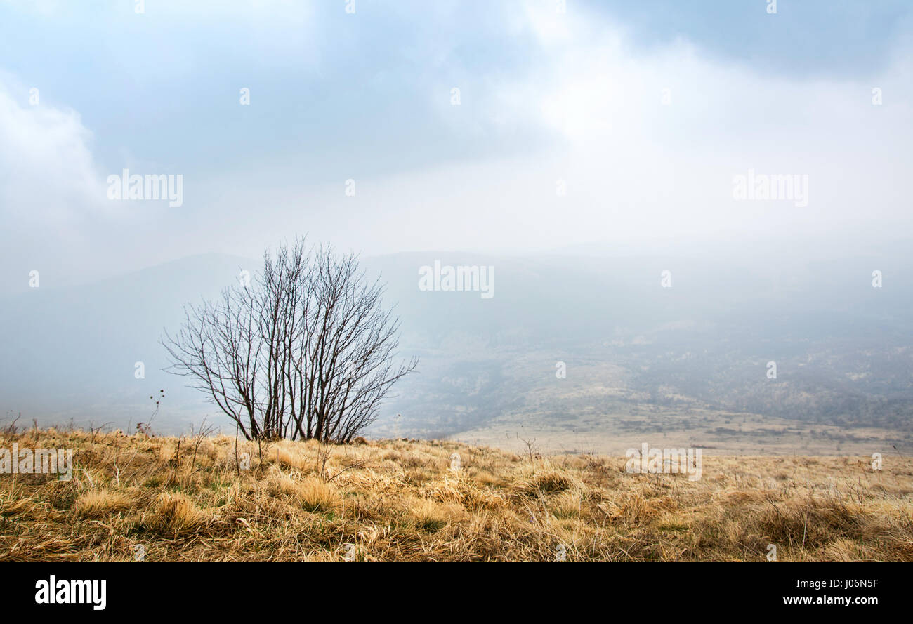 Lonely tree in the Foggy Mountain à haute altitude Banque D'Images