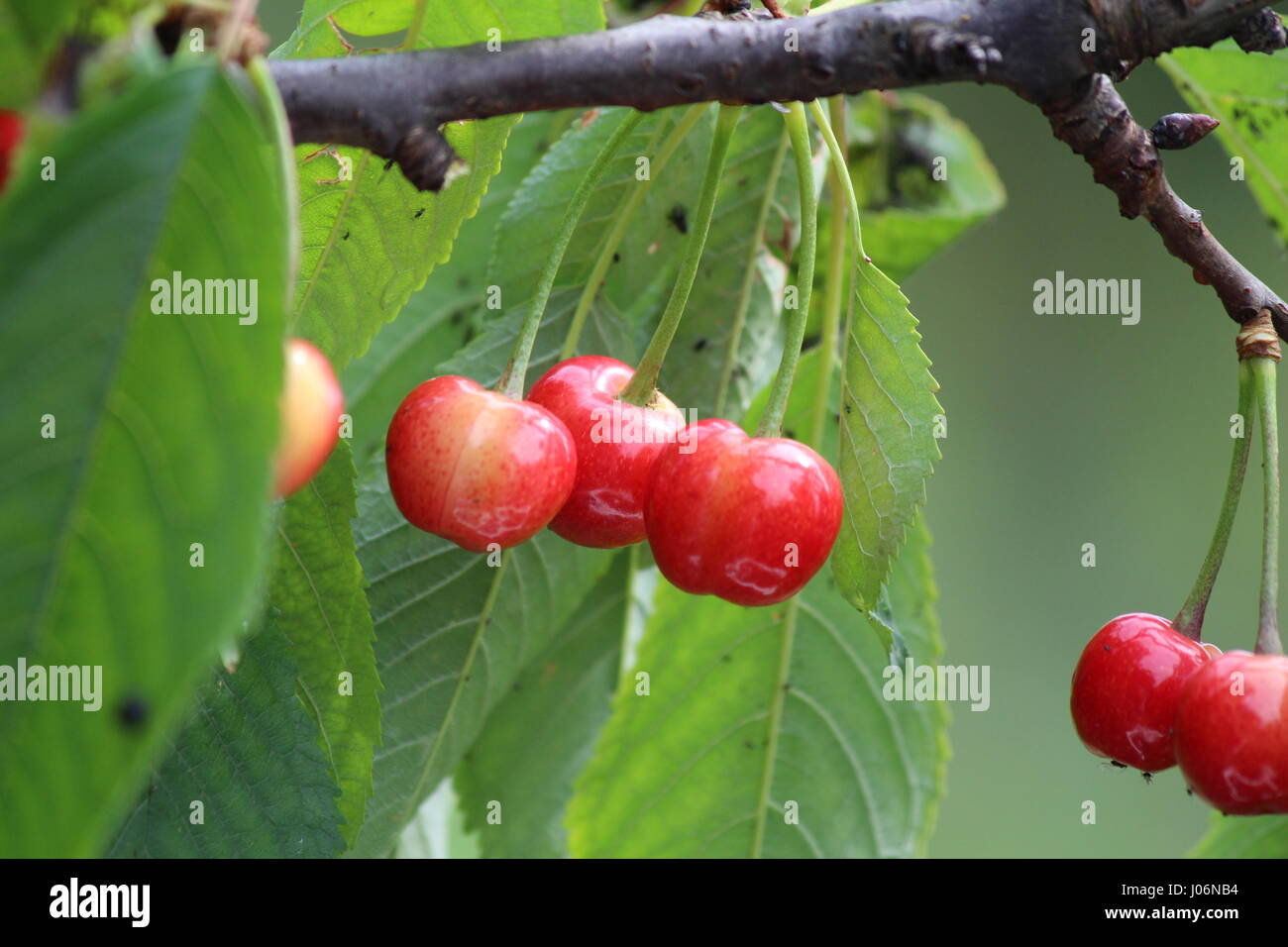 Direction générale de l'arbre de la cerise avec la moitié des cerises mûrissent dans un jardin de printemps Banque D'Images