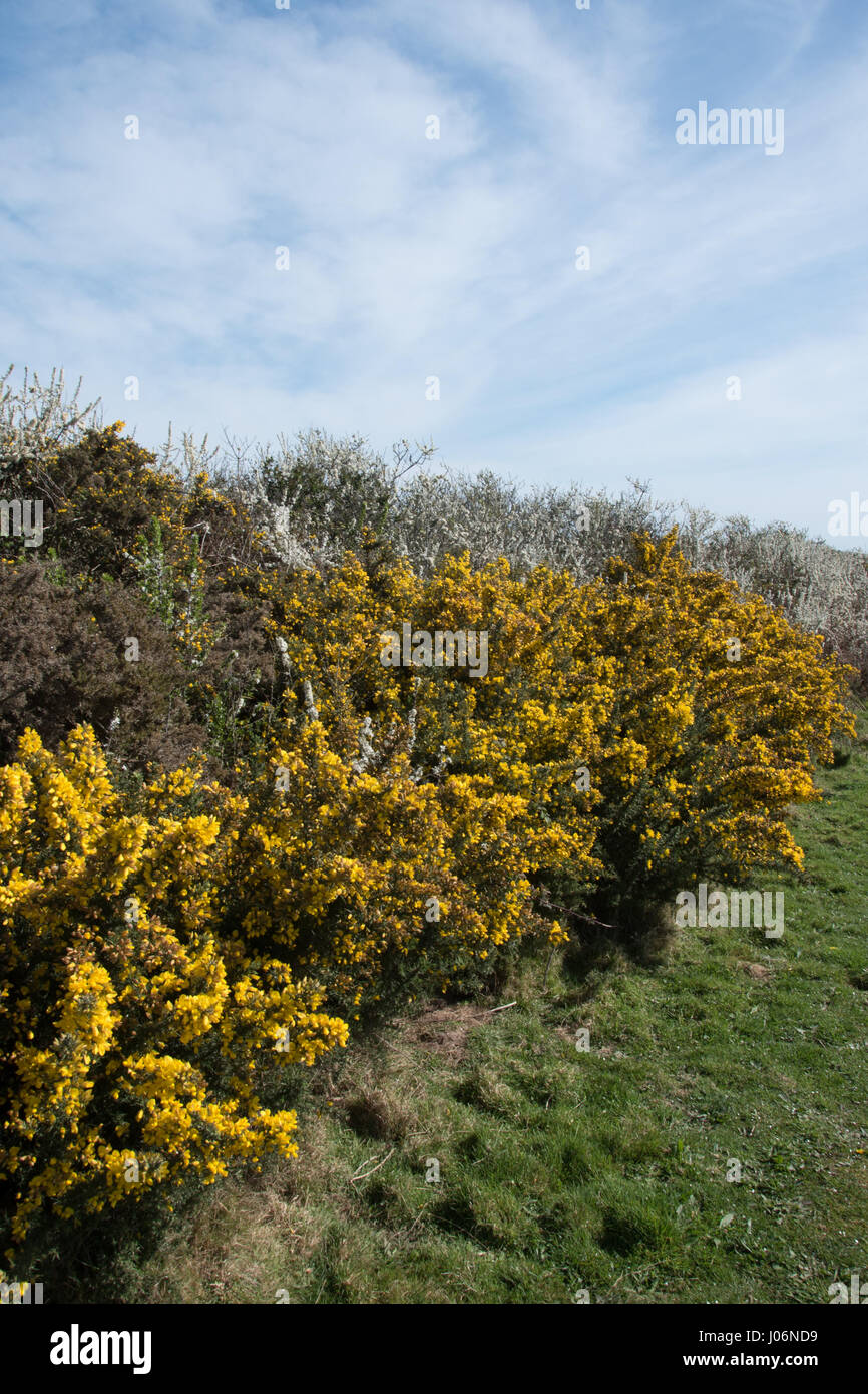 Les haies d'ajoncs sur le south west coast path, Studland Bay. Banque D'Images