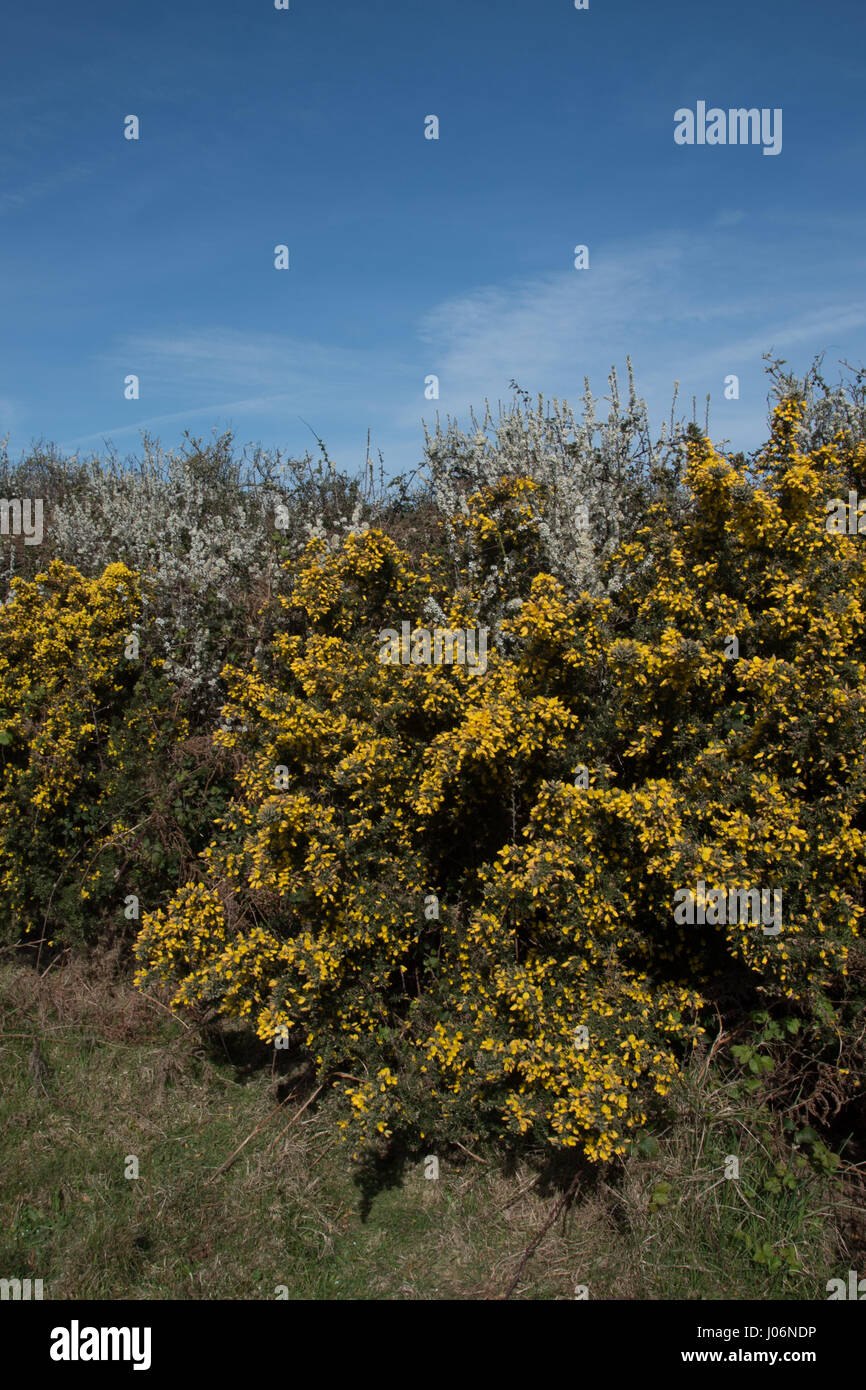 Les haies d'ajoncs sur le south west coast path, Studland Bay. Banque D'Images