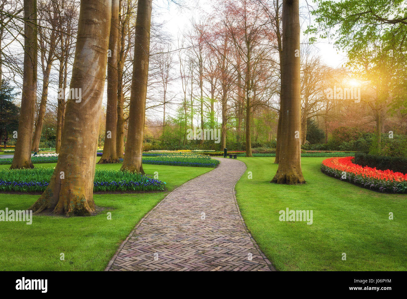 Grâce à la passerelle dans le parc de Keukenhof Pays-bas au coucher du soleil. Paysage avec fleurs de jardin au printemps. Belle scène avec allée, arbres, l'herbe verte Banque D'Images