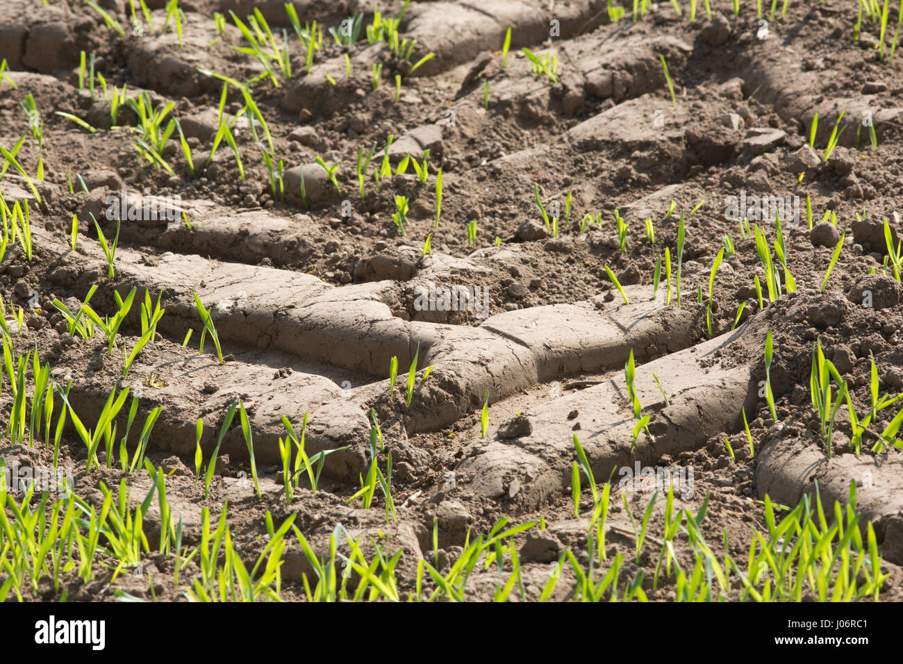 Des pneus de véhicule AGRICOLE EN VOIE DE TERRE arables Céréales semées CHAMP. Le Norfolk. UK. Banque D'Images