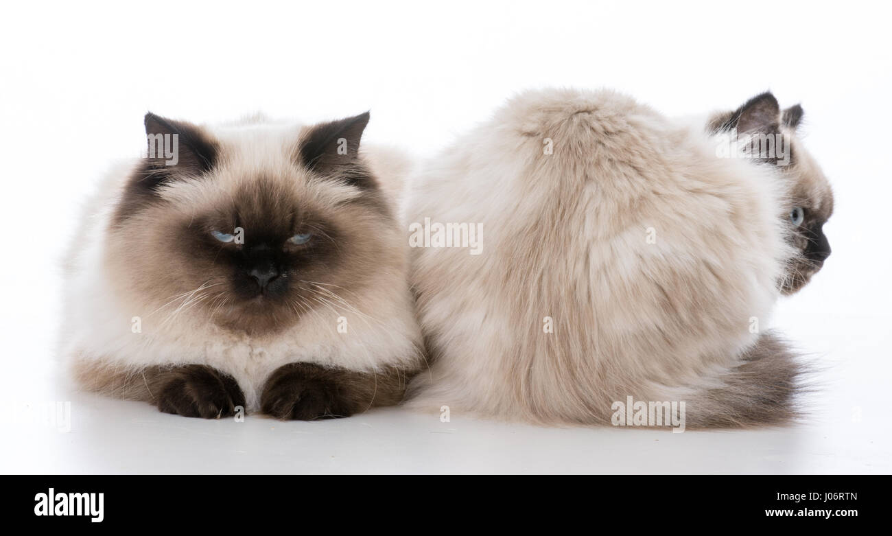 De face et de dos de chats Ragdoll sur fond blanc Banque D'Images