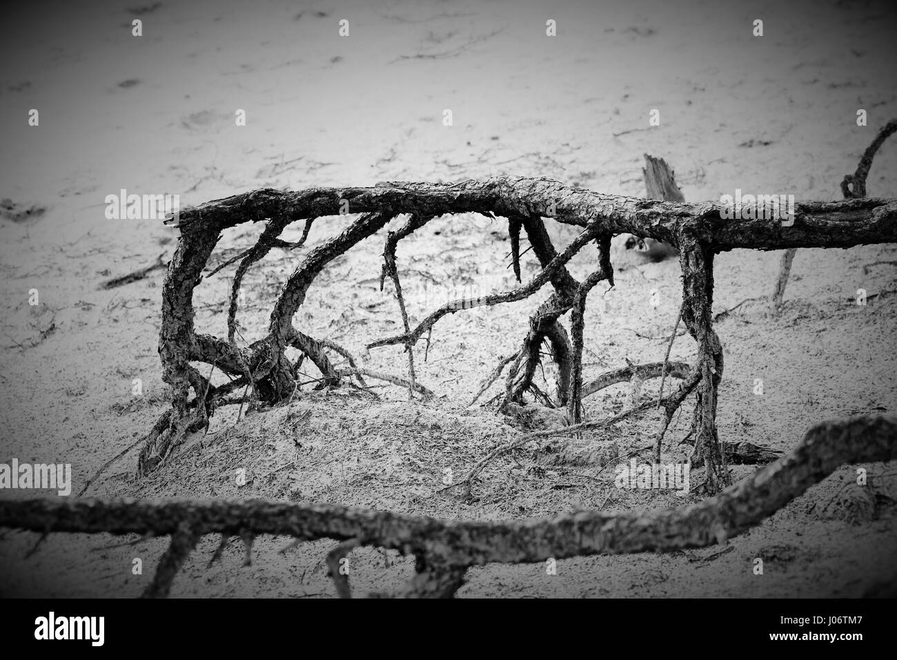 Direction générale de l'arbre bois Banque D'Images