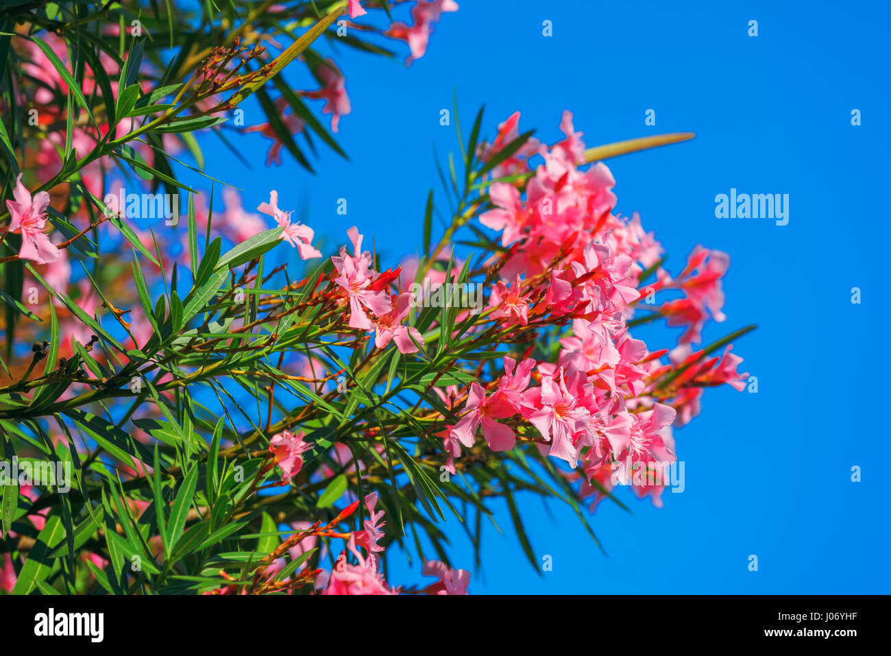 Belles fleurs rose Nerium oleander contre ciel bleu lumineux sur la journée d'été Banque D'Images