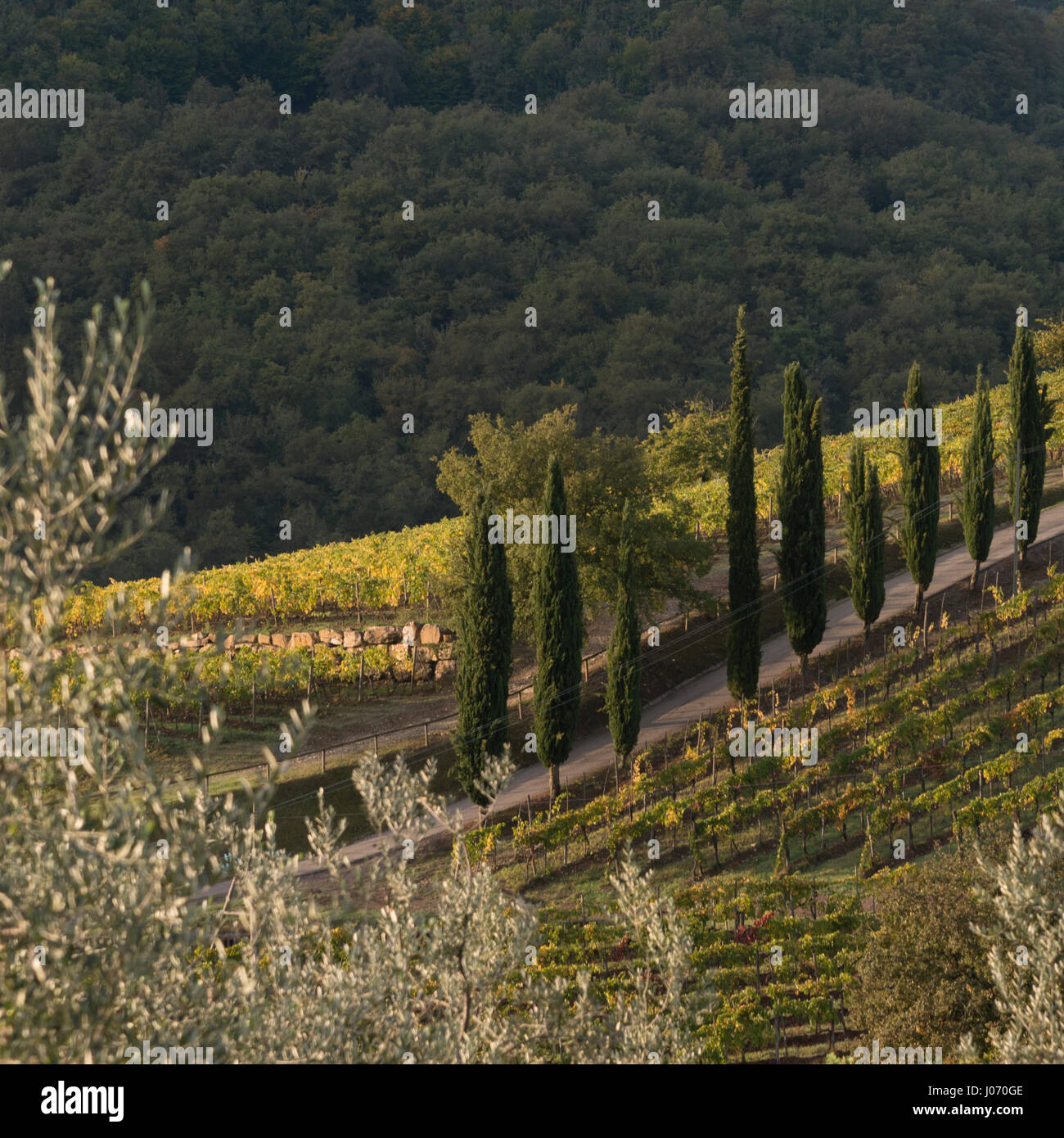 Portrait de vignobles, Radda in Chianti, Toscane, Italie Banque D'Images