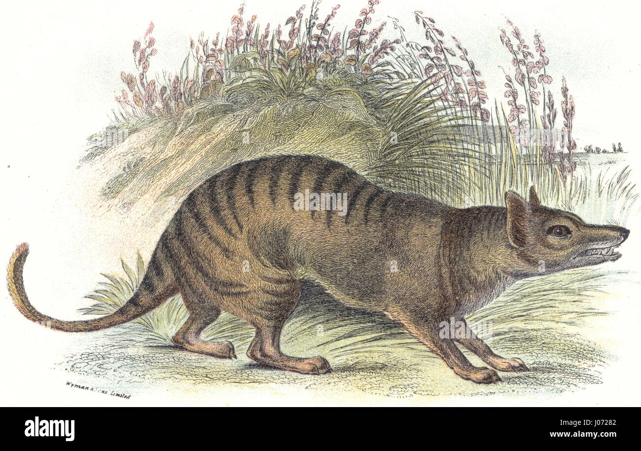 Thylacine Thylacinus cynocephalus était le plus grand marsupial carnivore connu des temps modernes. Il est communément connu sous le nom de la Tasmanian tiger - La gravure XIX ème siècle Banque D'Images