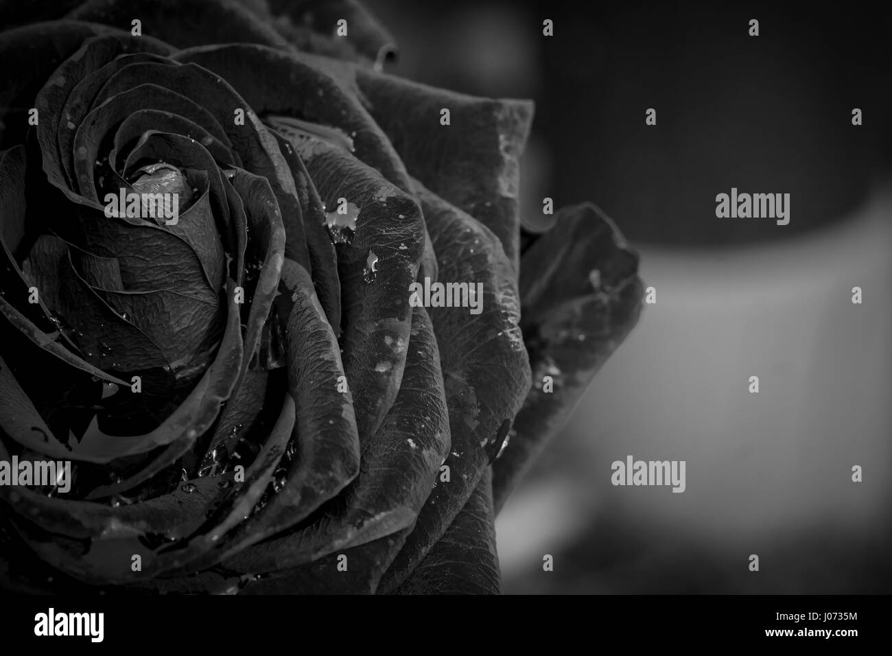 Belle rose en noir et blanc, alignés sur le côté de l'image. Banque D'Images