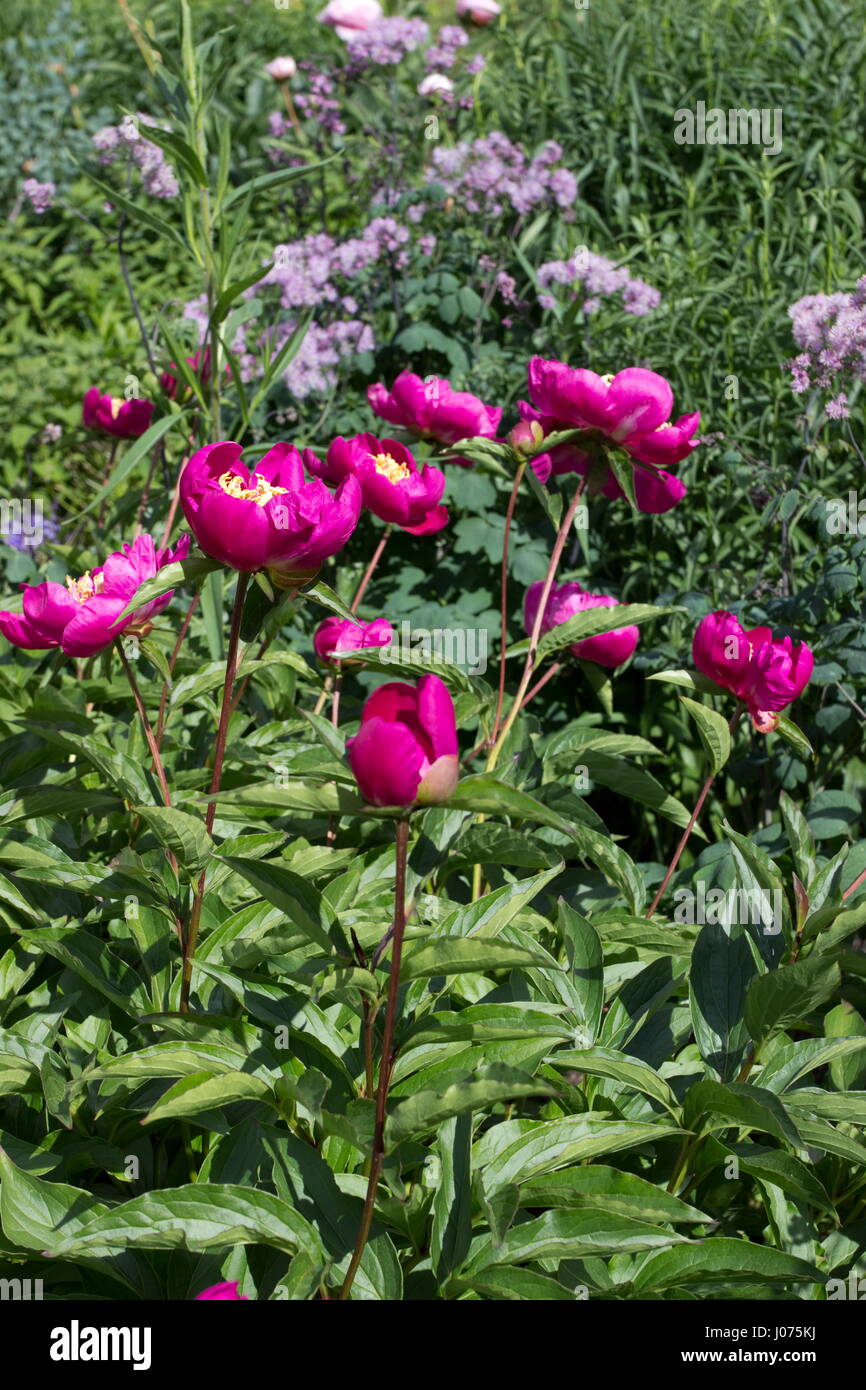 Paeonia Hit Parade des fleurs roses Banque D'Images