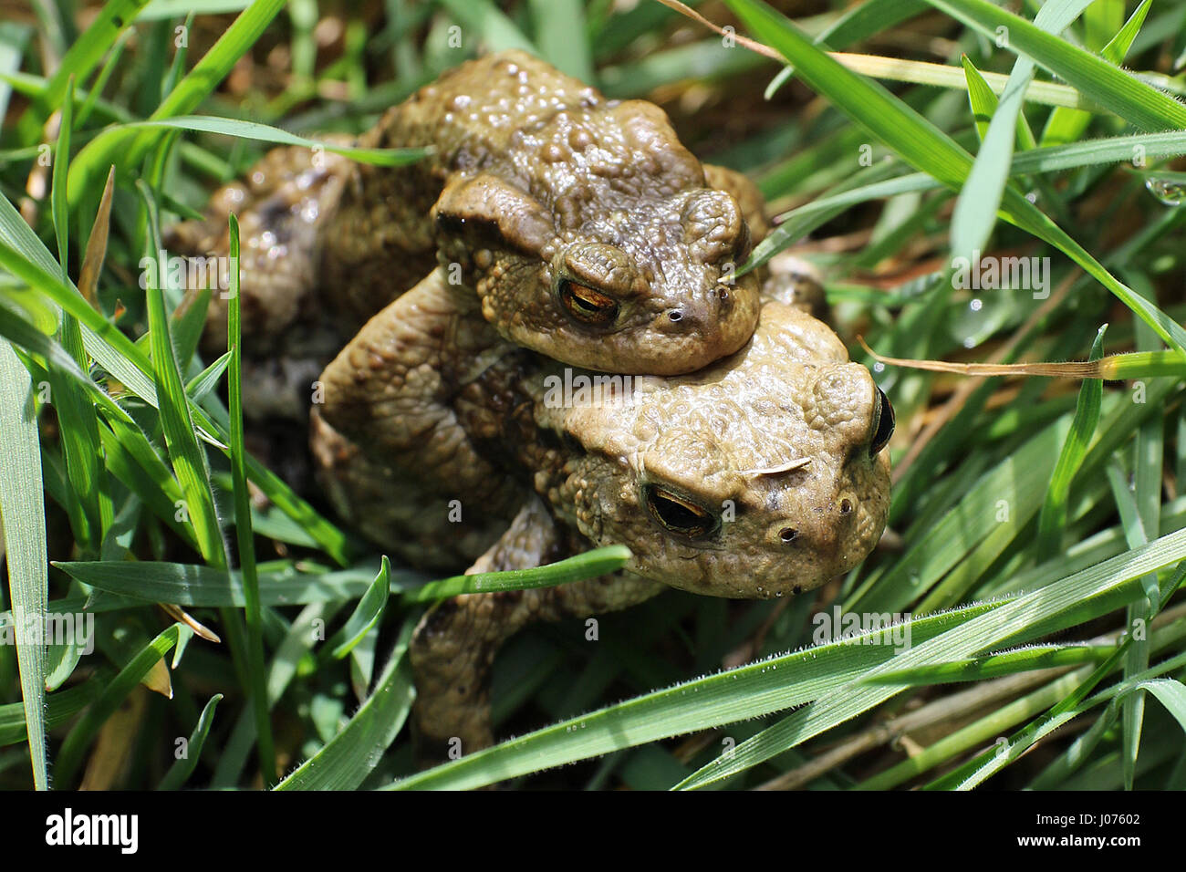 Le crapaud commun, le crapaud de l'européenne, ou dans certaines parties de l'Europe anglophone, tout simplement le (Bufo bufo bufo, du latin 'toad'), est un amphibien trouvés dans la plus grande partie de l'Europe (à l'exception de l'Irlande, l'Islande, et quelques îles de la Méditerranée), dans la partie occidentale de l'Asie du Nord, et dans une petite partie de l'Afrique du Nord-Ouest. C'est l'un d'un groupe d'animaux étroitement liés que sont les descendants d'une lignée ancestrale commune de crapauds et qui forment un complexe d'espèce. Le crapaud est un animal peu visible car elle se trouve habituellement caché durant la journée. Banque D'Images