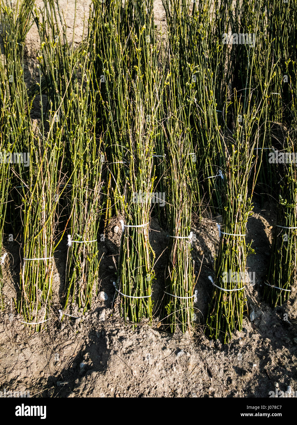 Des tas de jeunes arbres Sophora japonica, Styphnolobium japonicum , conservés dans le sable prêt à être vendu Banque D'Images