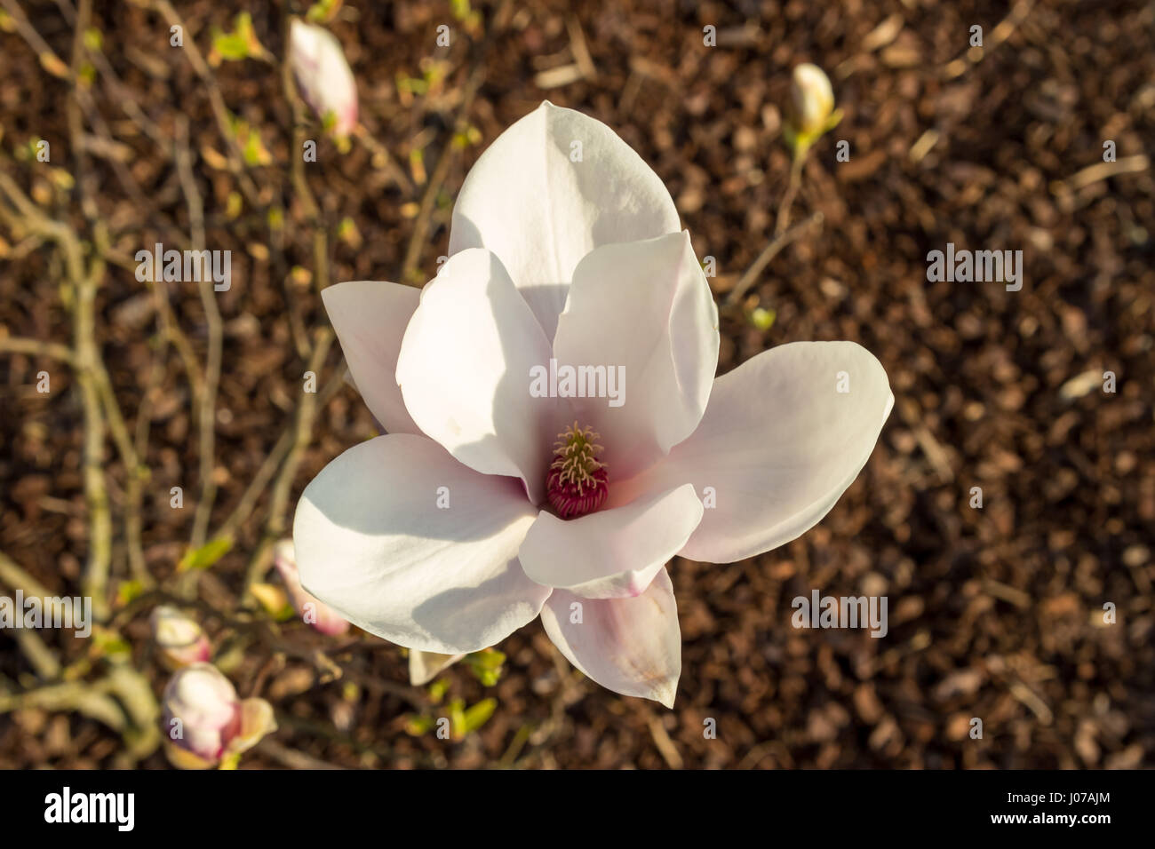Fleur de magnolia rose a fleuri dans la saison du printemps sur le magnolia. Les copeaux de bois sur le plancher comme arrière-plan. Magnolia Blossom. Banque D'Images