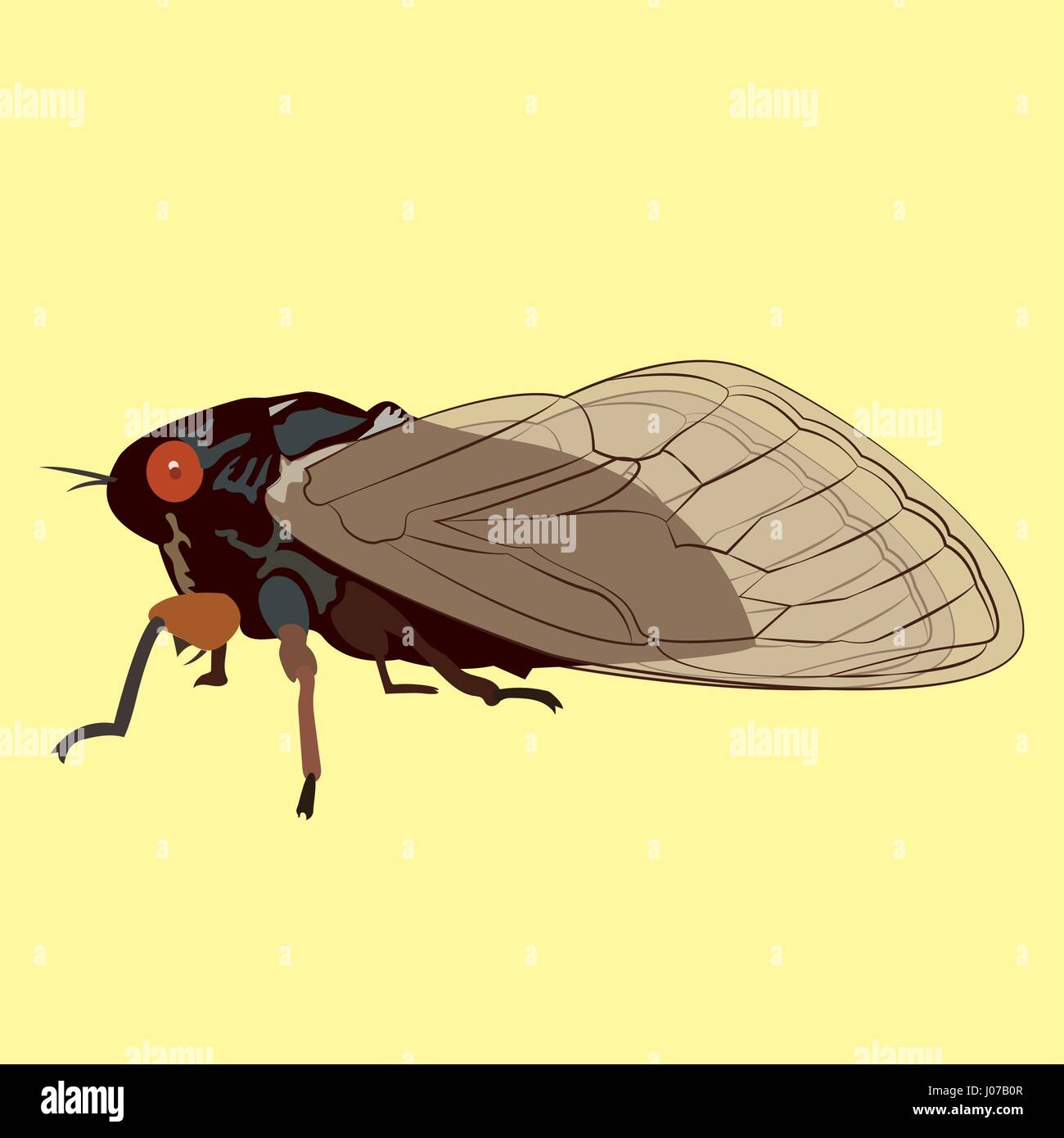 Image vectorielle de 17 ans cigale qui n'apparaît que tous les 17 ans. Ces insectes hibernent pendant 17 ans Illustration de Vecteur