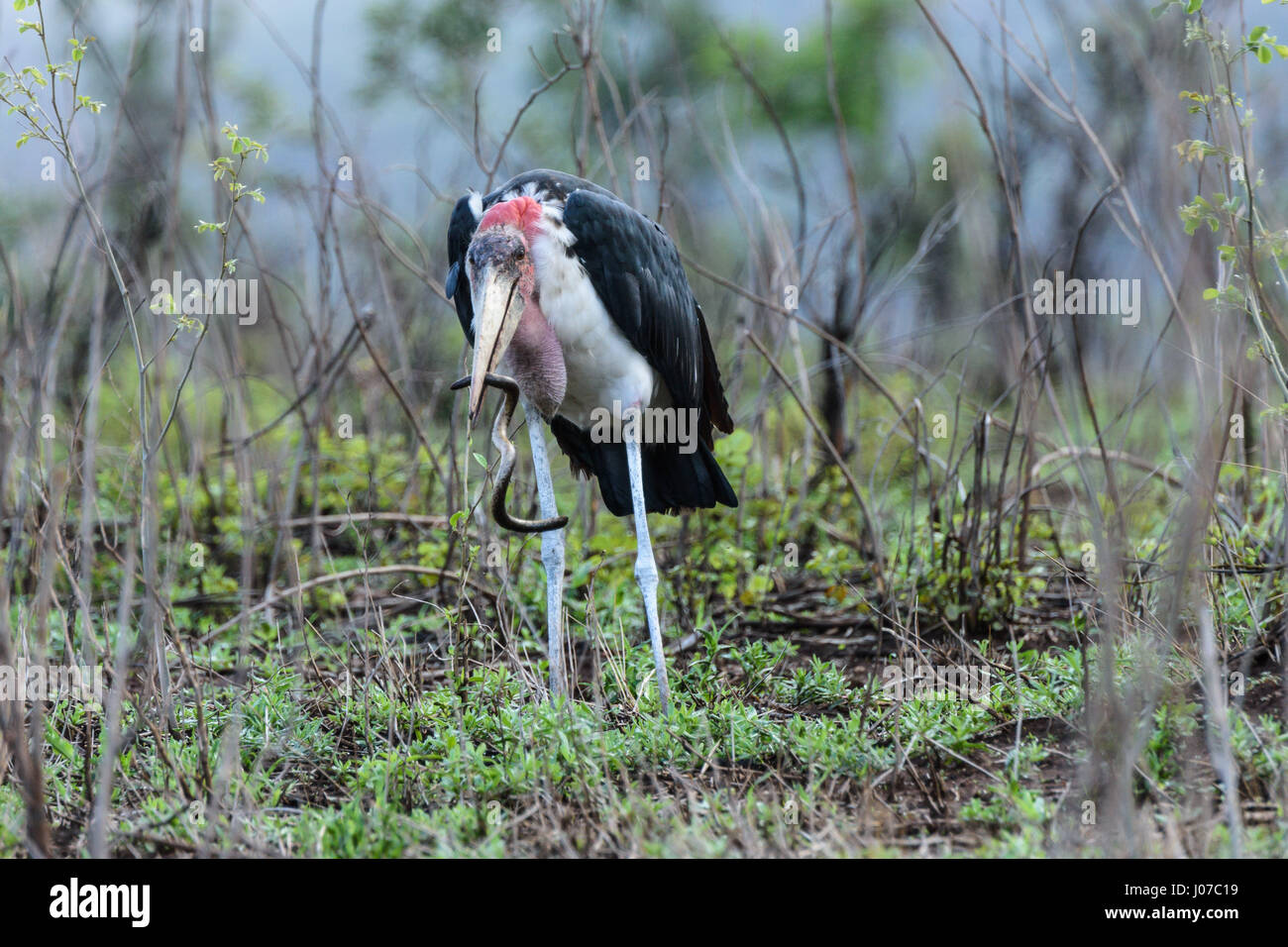 Le parc national Kruger, AFRIQUE DU SUD : BIZARRE photos par un touriste britannique montrent à quel point il n'y a pas échapper à ce gigantesque serpent aveugle qu'il a été avalé vivant par un oiseau. Le repas-time images voir le serpent lutte pour s'en tirer après la Marabou Stork le prélève, mais en fin de l'énorme bouche d'attente est le seul endroit où aller. Les images ont été capturées par l'impôt international à la retraite et consultant en douane Ken Haley (63), de la part de Newcastle-upon-Tyne, comme il l'a été dans le parc national Kruger, Afrique du Sud. Banque D'Images