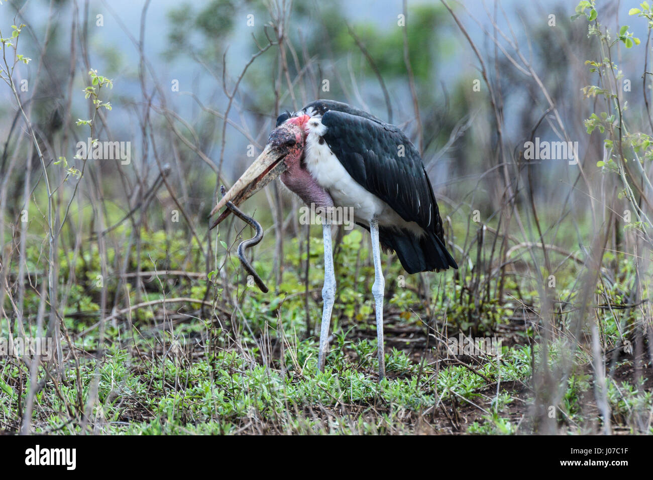 Le parc national Kruger, AFRIQUE DU SUD : BIZARRE photos par un touriste britannique montrent à quel point il n'y a pas échapper à ce gigantesque serpent aveugle qu'il a été avalé vivant par un oiseau. Le repas-time images voir le serpent lutte pour s'en tirer après la Marabou Stork le prélève, mais en fin de l'énorme bouche d'attente est le seul endroit où aller. Les images ont été capturées par l'impôt international à la retraite et consultant en douane Ken Haley (63), de la part de Newcastle-upon-Tyne, comme il l'a été dans le parc national Kruger, Afrique du Sud. Banque D'Images