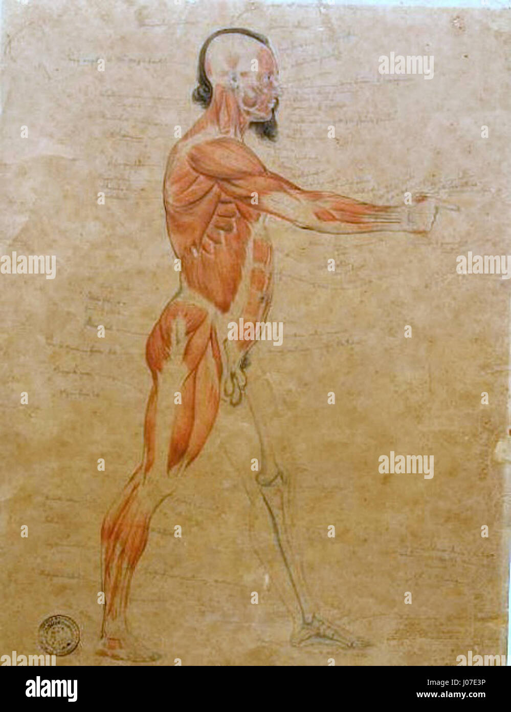 Estudo anatômico de miologia e osteologia' de Pedro Américo est une étude scientifique de l'anatomie humaine, axée sur les muscles et les os, illustrant l'intersection de l'art et de la science. Banque D'Images