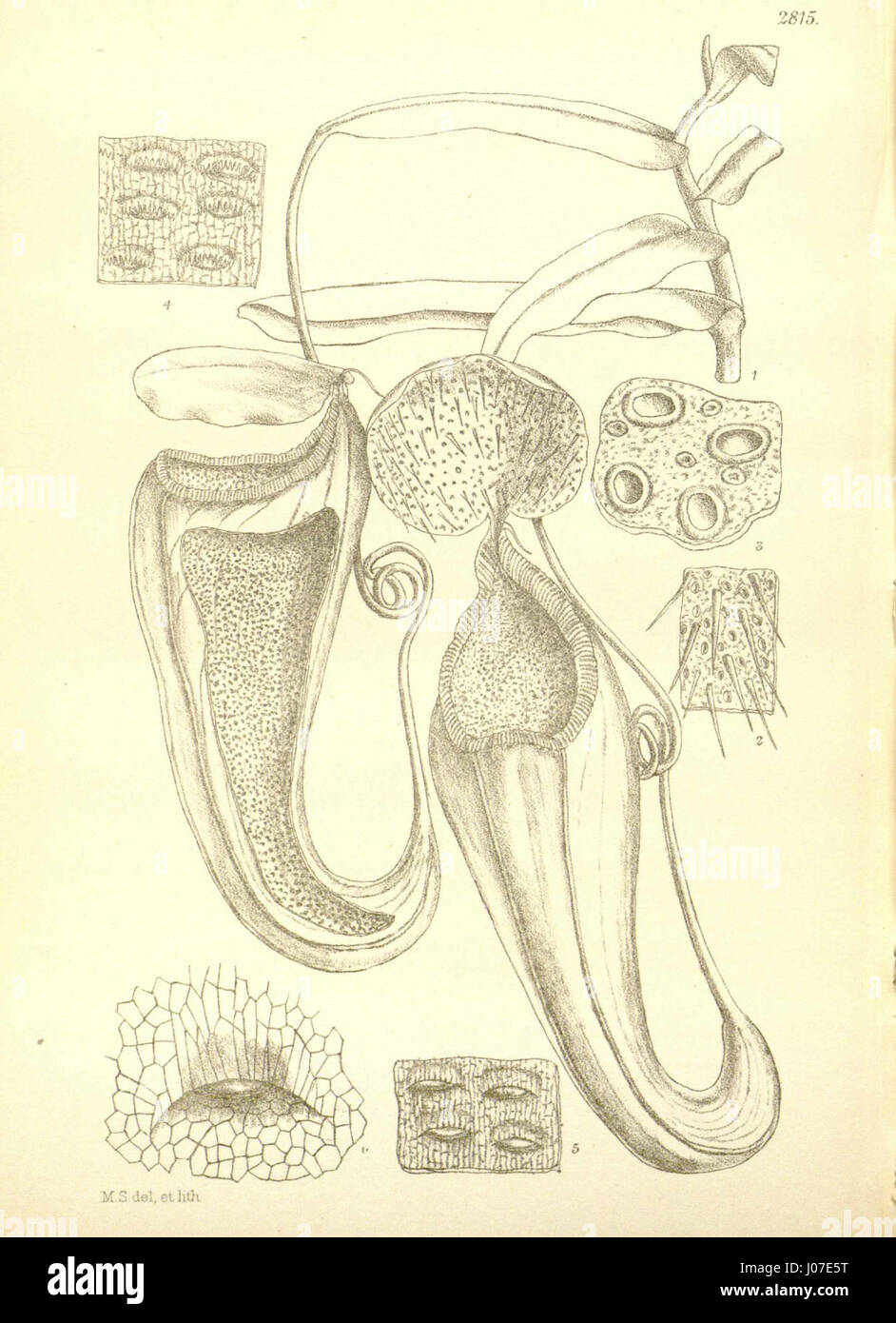 Cette illustration de Nepenthes macfarlanei, une espèce de plante carnivore, apparaît dans 'Icones Plantarum' de Hooker de 1906. Il se concentre sur le pichet supérieur, une caractéristique distinctive de l'espèce, mettant en valeur sa biologie et sa forme uniques. Banque D'Images Cette illustration de Nepenthes macfarlanei, une espèce de plante carnivore, apparaît dans 'Icones Plantarum' de Hooker de 1906. Il se concentre sur le pichet supérieur, une caractéristique distinctive de l'espèce, mettant en valeur sa biologie et sa forme uniques. Banque D'Images