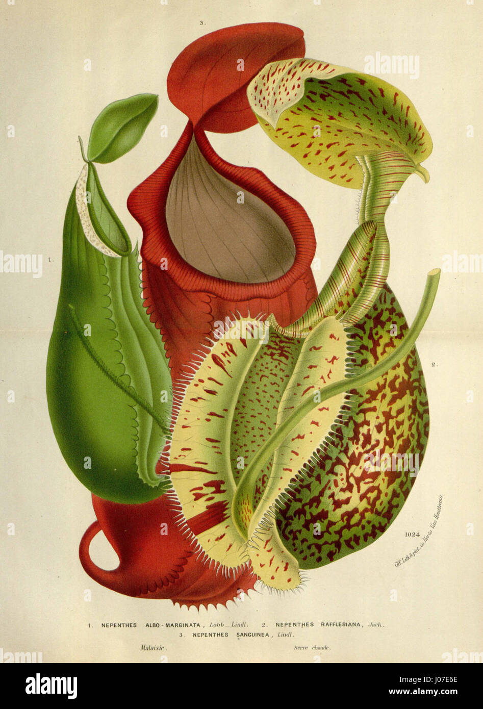 Cette illustration botanique de 1845 représente trois espèces de Nepenthes — albomarginata, rafflesiana et sanguinea — mettant en évidence leurs caractéristiques uniques. L'image illustre l'approche scientifique détaillée de la documentation végétale au XIXe siècle. Banque D'Images Cette illustration botanique de 1845 représente trois espèces de Nepenthes — albomarginata, rafflesiana et sanguinea — mettant en évidence leurs caractéristiques uniques. L'image illustre l'approche scientifique détaillée de la documentation végétale au XIXe siècle. Banque D'Images