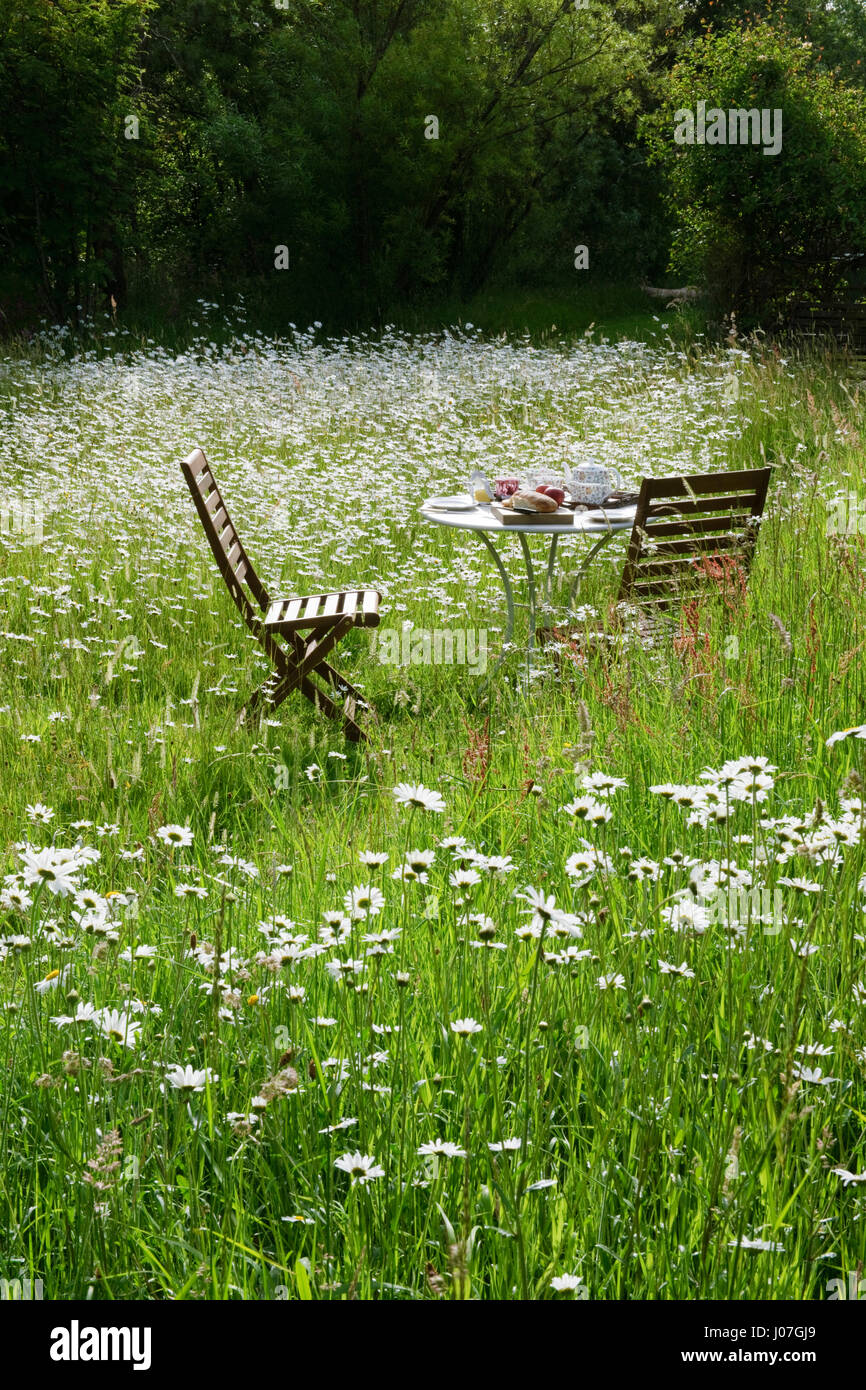 Deux chaises et table dressée pour le petit déjeuner au sein d'un pré de fleurs sauvages du jardin. Deux jours après la mi-été, avec marguerites oxeye en pleine floraison. Banque D'Images