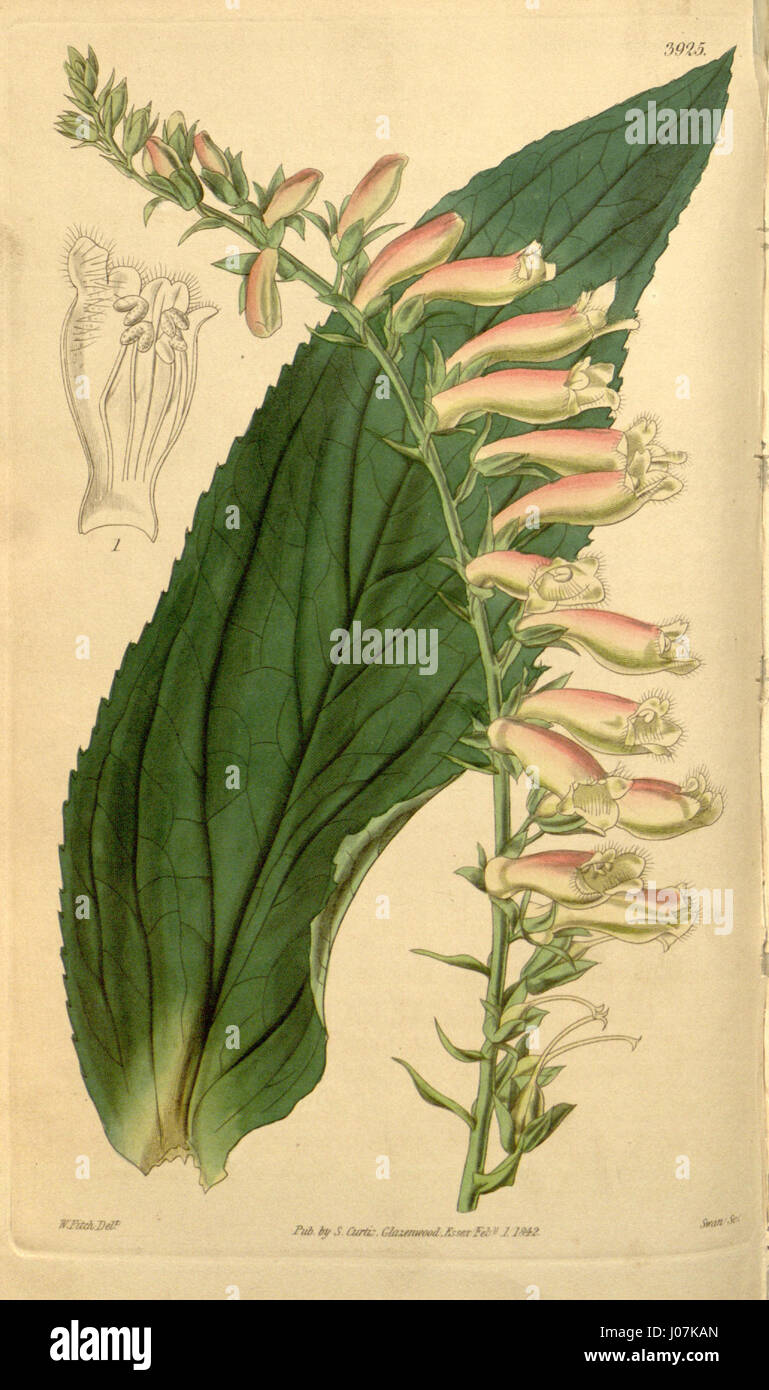 Digitalis fucata, décrit dans le Botanical Magazine 1842, est une espèce de foxglove avec des caractéristiques florales distinctes. Connue pour ses propriétés médicinales, elle fait l’objet d’études botaniques et de classification. Banque D'Images Digitalis fucata, décrit dans le Botanical Magazine 1842, est une espèce de foxglove avec des caractéristiques florales distinctes. Connue pour ses propriétés médicinales, elle fait l’objet d’études botaniques et de classification. Banque D'Images