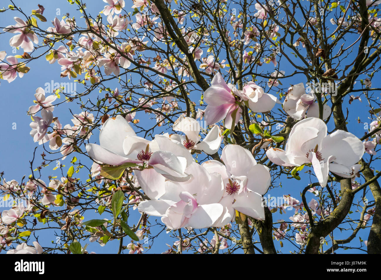 Magnolia fleurs montrant fleurs blanches au printemps Banque D'Images