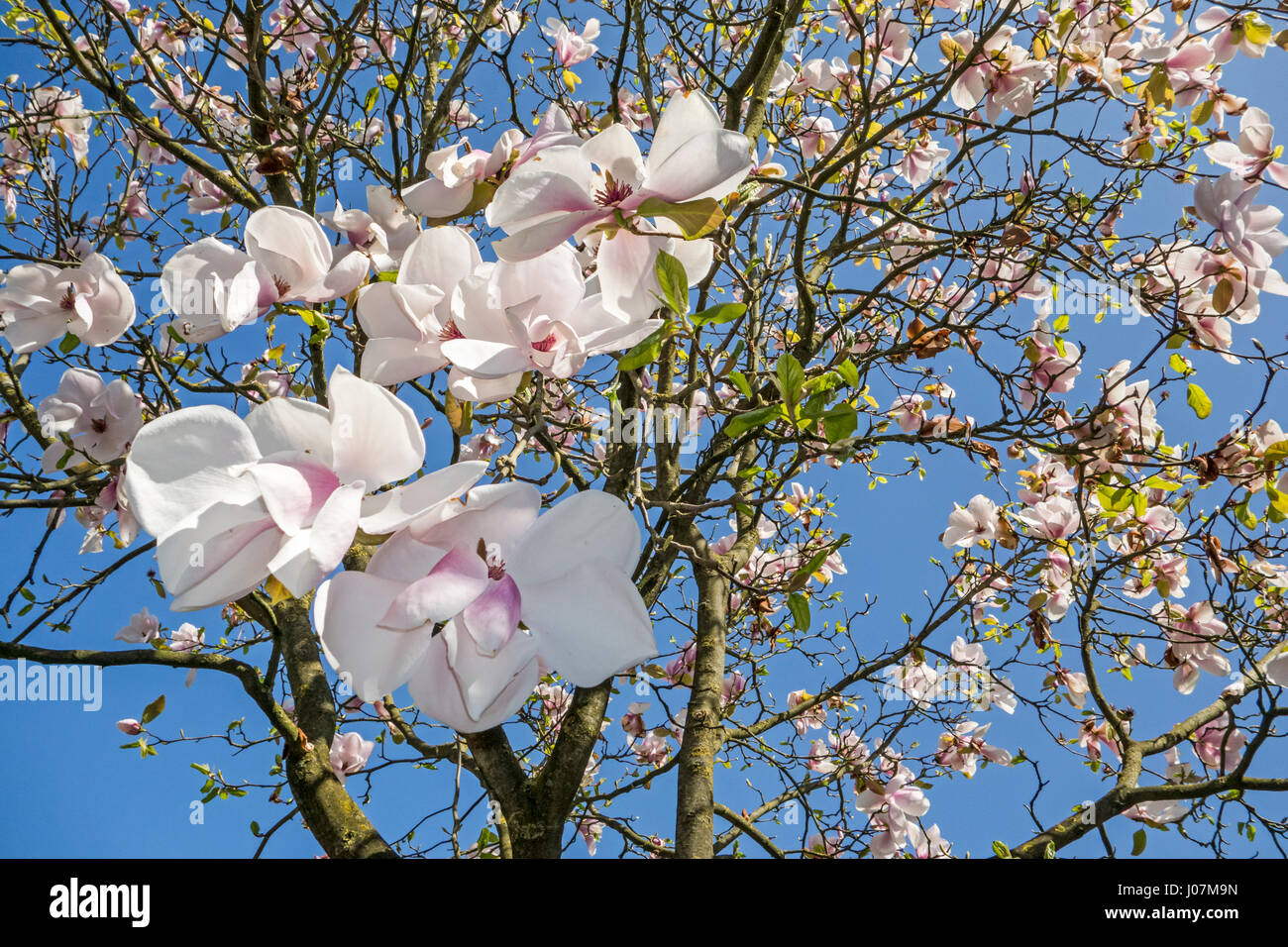 Magnolia fleurs montrant fleurs blanches au printemps Banque D'Images