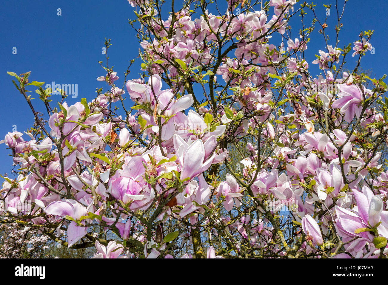 La floraison Sprenger's magnolia (Magnolia sprengeri) originaire de Chine, montrant des fleurs roses au printemps Banque D'Images
