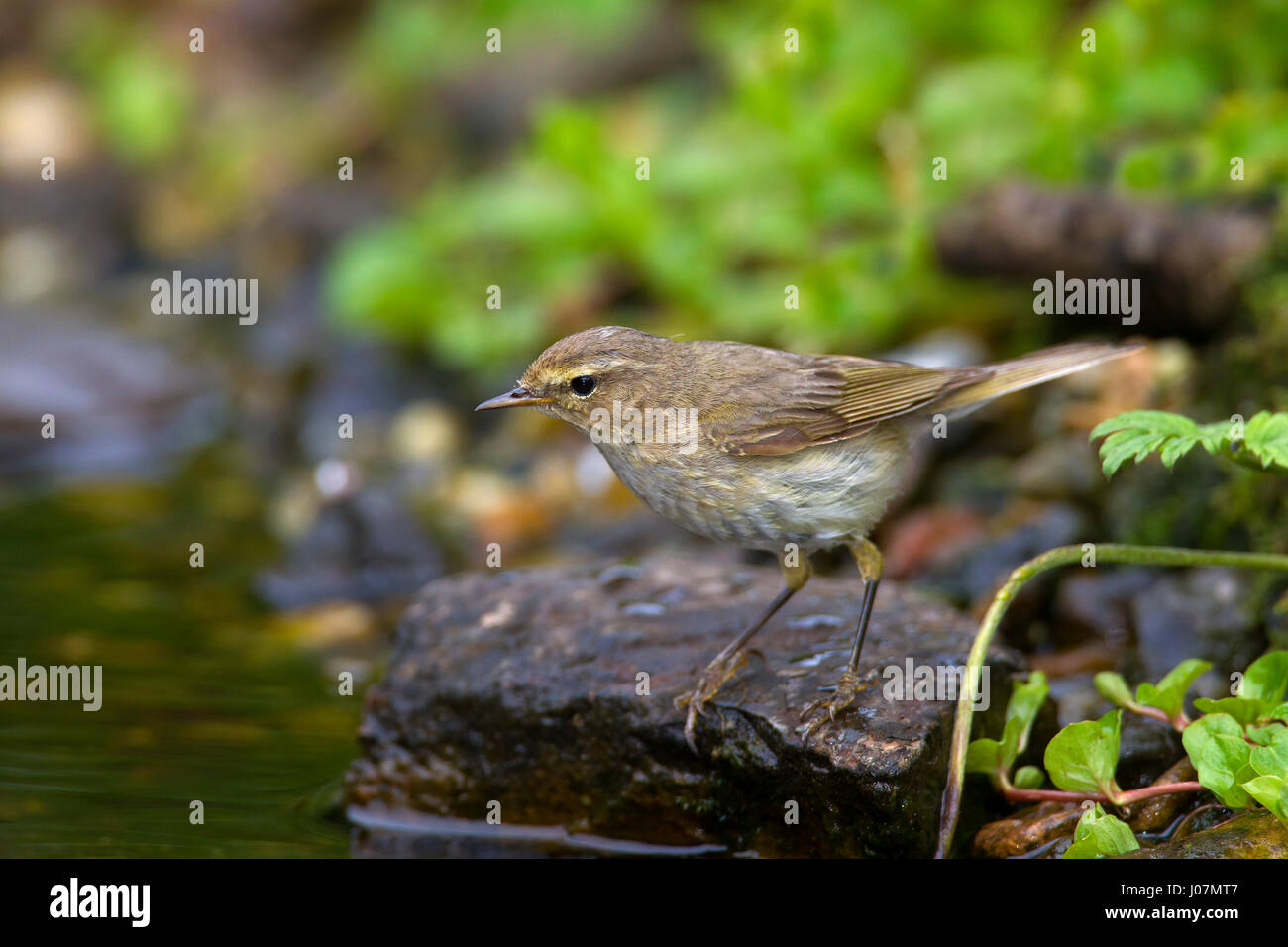 Willow warbler (Phylloscopus trochilus) perché dans la roche le long pond Banque D'Images