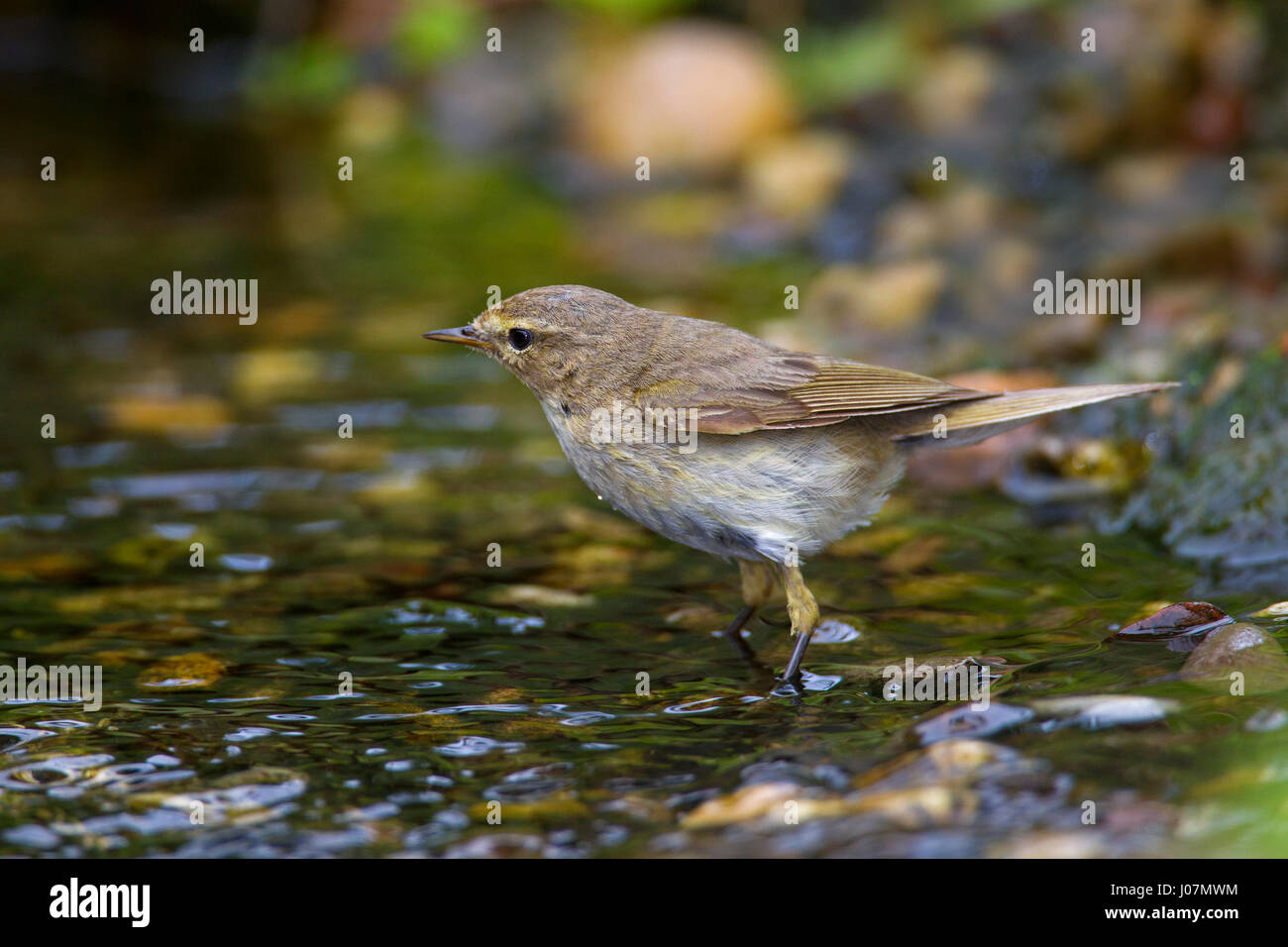 Willow warbler (Phylloscopus trochilus) Eau potable à partir de la rigole Banque D'Images