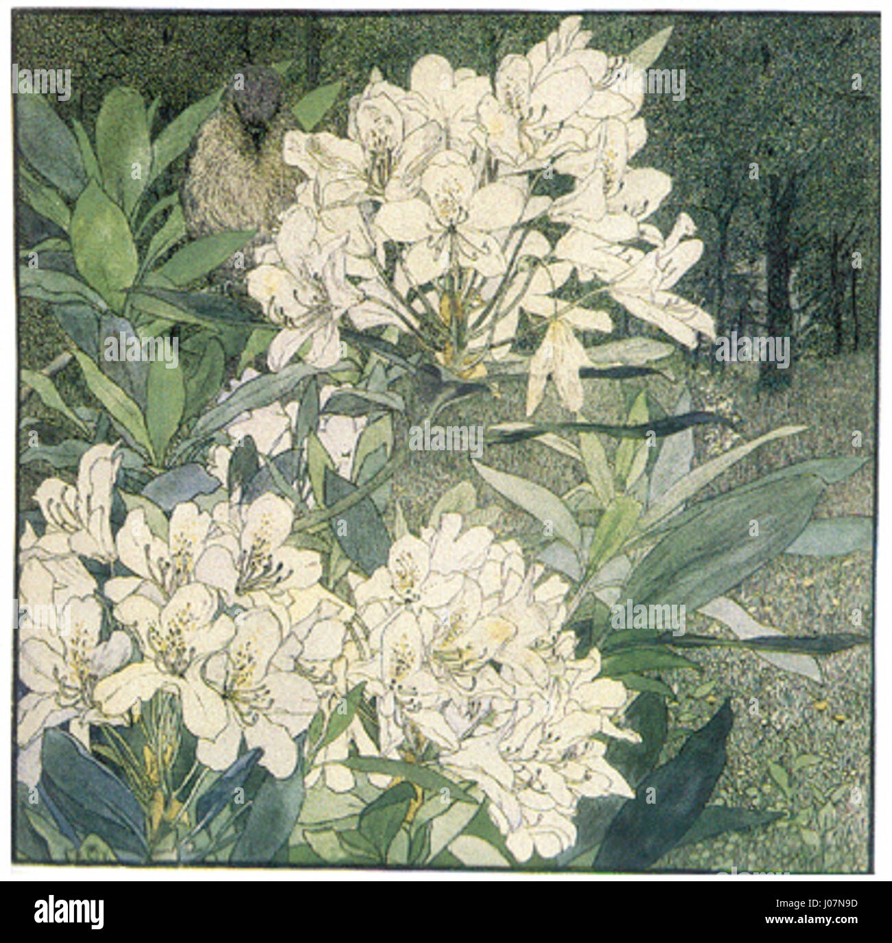 « Blühender Rhododendron » de Heinrich Vogeler capture une plante de rhododendron en fleurs, mettant en valeur son intérêt pour la nature et les sujets botaniques. Les couleurs vives et la composition détaillée démontrent sa maîtrise de capturer la beauté naturelle. Banque D'Images « Blühender Rhododendron » de Heinrich Vogeler capture une plante de rhododendron en fleurs, mettant en valeur son intérêt pour la nature et les sujets botaniques. Les couleurs vives et la composition détaillée démontrent sa maîtrise de capturer la beauté naturelle. Banque D'Images