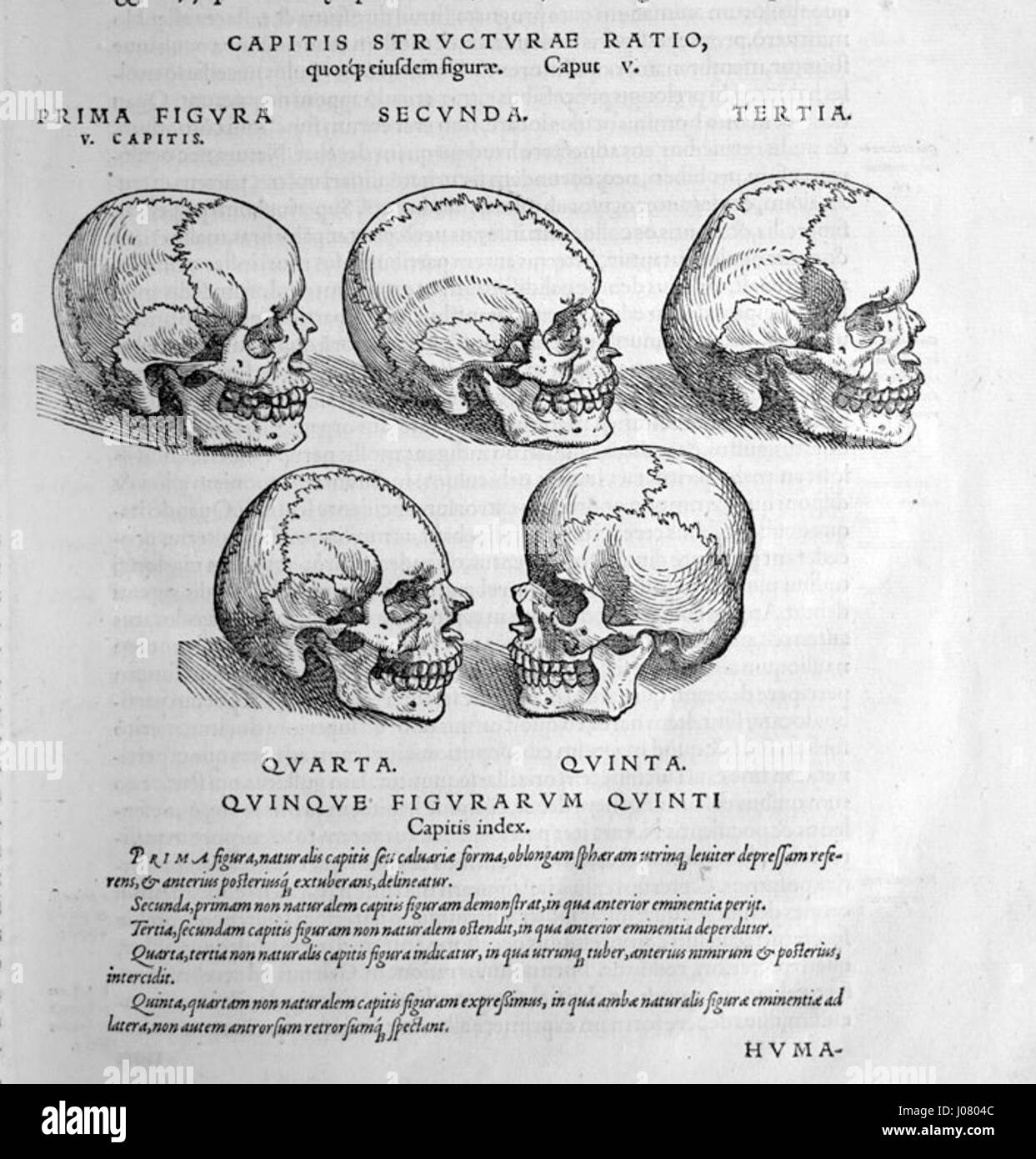 Vesalius Five Skulls fait référence à une illustration anatomique d'Andreas Vesalius, un médecin et anatomiste flamand du XVIe siècle. L'image représente cinq crânes humains, montrant l'approche détaillée de Vésale de l'anatomie humaine dans son œuvre fondamentale, 'de humani corporis fabrica'. Banque D'Images
