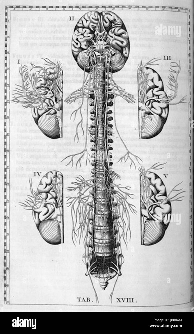 Une illustration anatomique de Bartolomeo Eustachi, représentant le cerveau et la colonne vertébrale humains, contribuant à la compréhension de l'anatomie humaine pendant la Renaissance. Banque D'Images