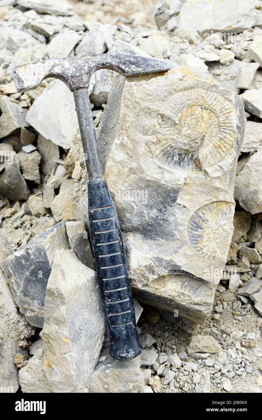 Ammonite fossilisée dans la roche avec un marteau de l'outil. Banque D'Images