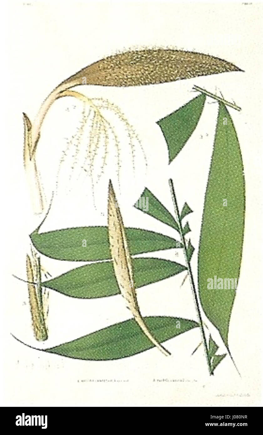 João Barbosa Rodrigues, botaniste brésilien de renom, a étudié et catalogué des espèces végétales du Brésil. Ses travaux sur Bactris umbraticola et Bactris umbrosa sont une contribution essentielle à la science botanique, en particulier à l'étude de la flore tropicale et des espèces de palmiers. Banque D'Images João Barbosa Rodrigues, botaniste brésilien de renom, a étudié et catalogué des espèces végétales du Brésil. Ses travaux sur Bactris umbraticola et Bactris umbrosa sont une contribution essentielle à la science botanique, en particulier à l'étude de la flore tropicale et des espèces de palmiers. Banque D'Images