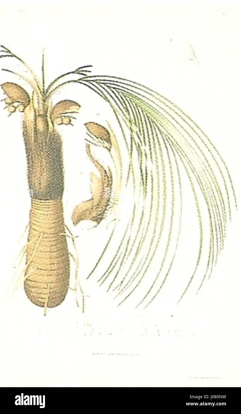João Barbosa Rodrigues, botaniste brésilien, est connu pour son étude détaillée des plantes tropicales. 'Acanthococos hasslerii' désigne une espèce de palmier. Le travail de Rodrigues a contribué de manière significative à la compréhension de la flore brésilienne, capturant les structures complexes des plantes indigènes. Banque D'Images João Barbosa Rodrigues, botaniste brésilien, est connu pour son étude détaillée des plantes tropicales. 'Acanthococos hasslerii' désigne une espèce de palmier. Le travail de Rodrigues a contribué de manière significative à la compréhension de la flore brésilienne, capturant les structures complexes des plantes indigènes. Banque D'Images