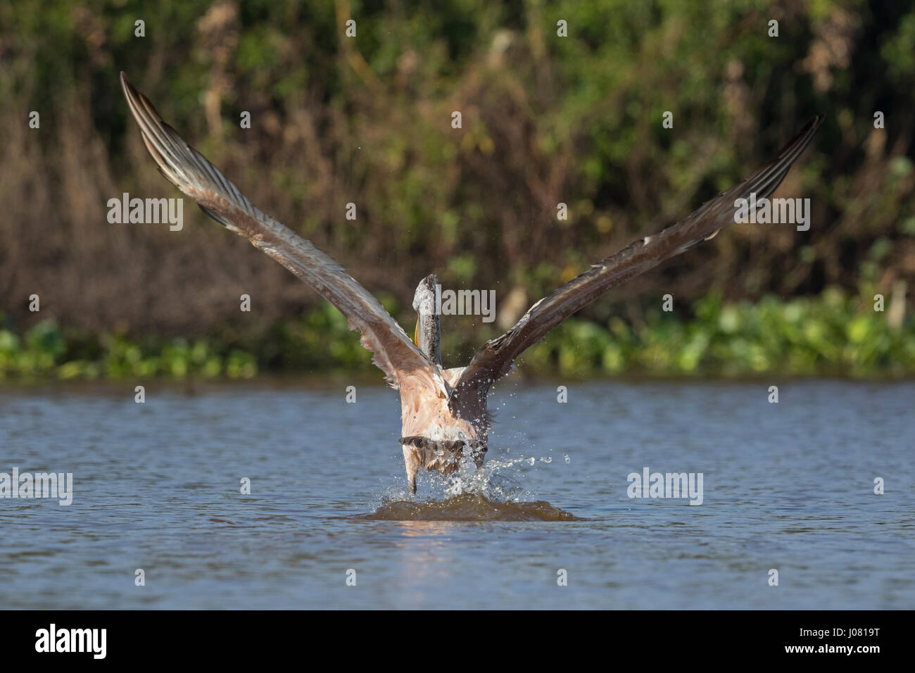 Spot-billed Pelican (Pelecanus philippensis) en vol, de Prek Toal, Tonle Sap, au Cambodge Banque D'Images