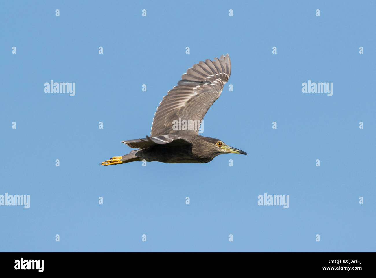 Bihoreau gris (Nycticorax nycticorax) juvenile en vol, Prek Toal, Tonle Sap, au Cambodge Banque D'Images