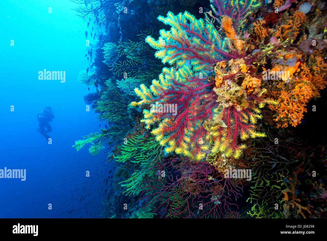 Paramuricea clavata corail dans l'habitat coralligène près de l'île de Lastovo, mer Adriatique en Croatie Banque D'Images
