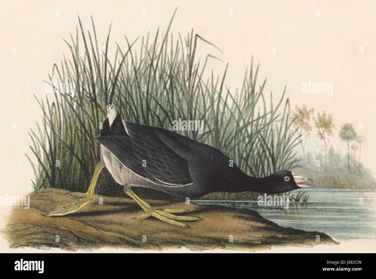 Cette illustration du Coot américain, présentée dans la plaque CCCV, montre l'oiseau mâle dans son environnement naturel. La représentation se concentre sur les caractéristiques de l’oiseau, probablement issues d’une collection scientifique ou ornithologique. Banque D'Images Cette illustration du Coot américain, présentée dans la plaque CCCV, montre l'oiseau mâle dans son environnement naturel. La représentation se concentre sur les caractéristiques de l’oiseau, probablement issues d’une collection scientifique ou ornithologique. Banque D'Images