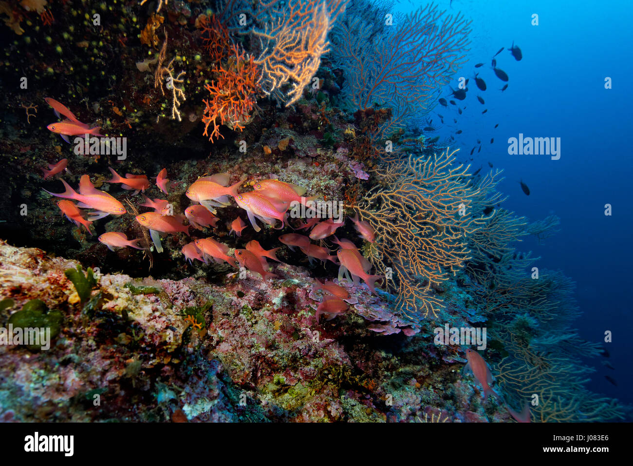 Anthias anthias (communément appelé le swallowtail seaperch) de l'île de Lastovo, Mer Adriatique, Croatie Banque D'Images
