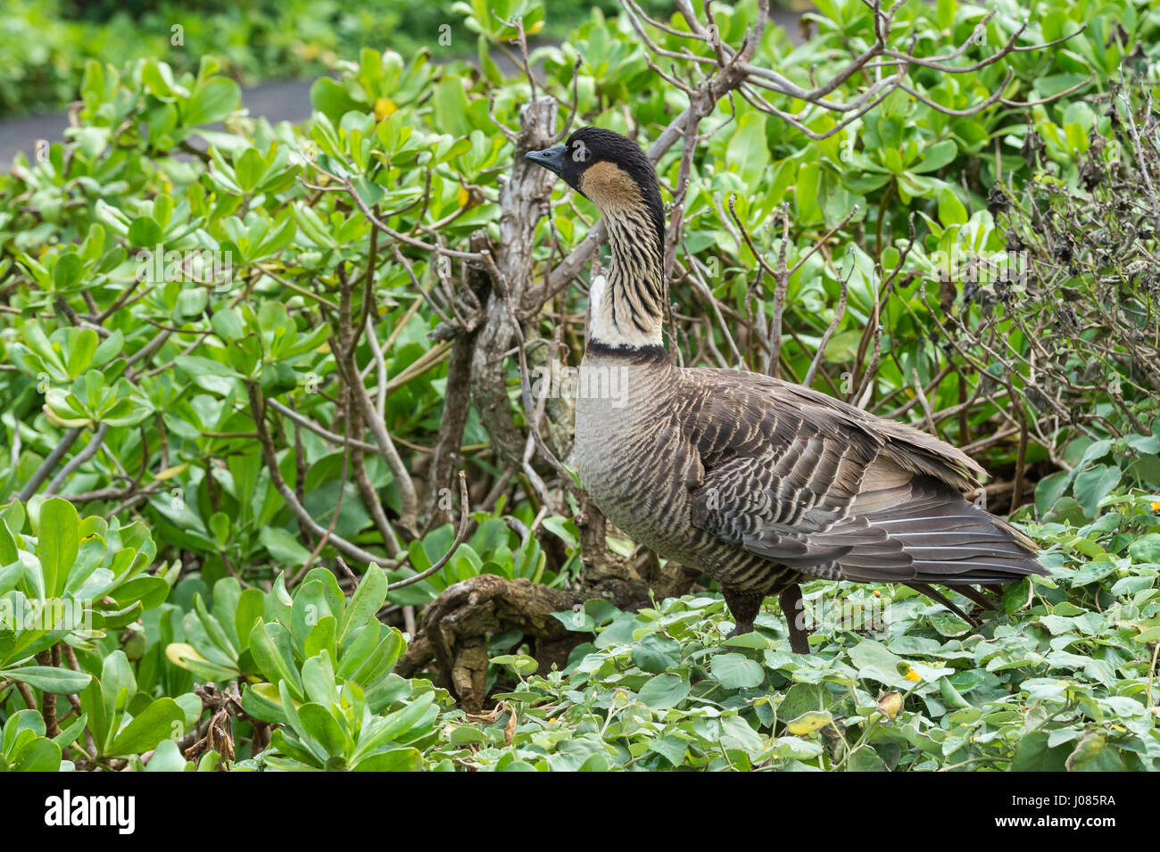 Nene, Hawaiian Goose Branta sandvicensis, Kilauea Point National Wildlife Refuge, Kilauea, Kauai, Hawaii, USA Banque D'Images