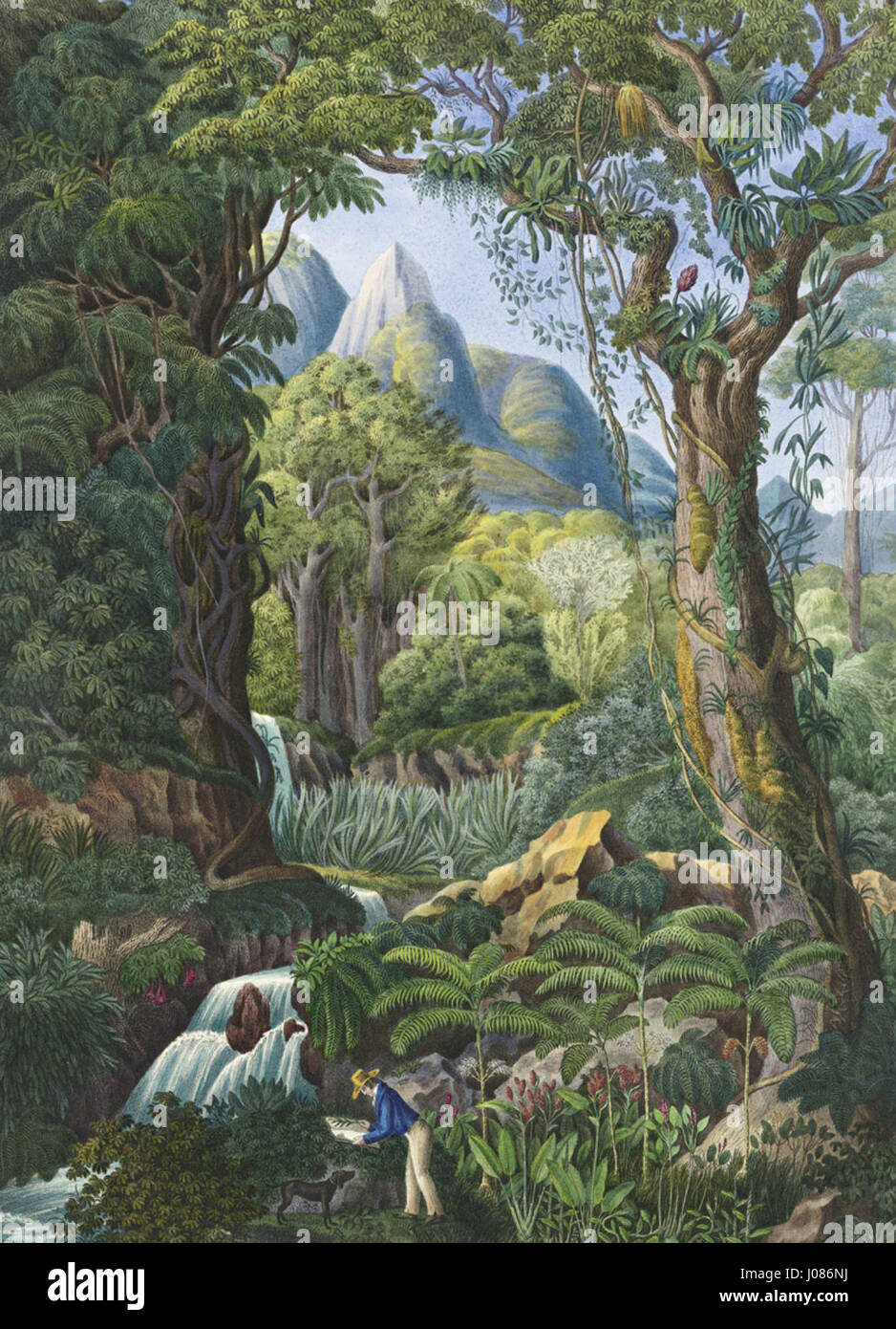 L'ouvrage botanique du XIXe siècle 'Morenia Pöppigiana' de E.F. Pöppig documente des espèces végétales rares d'Amérique du Sud, mettant en évidence les recherches botaniques menées au cours de cette période. Banque D'Images L'ouvrage botanique du XIXe siècle 'Morenia Pöppigiana' de E.F. Pöppig documente des espèces végétales rares d'Amérique du Sud, mettant en évidence les recherches botaniques menées au cours de cette période. Banque D'Images