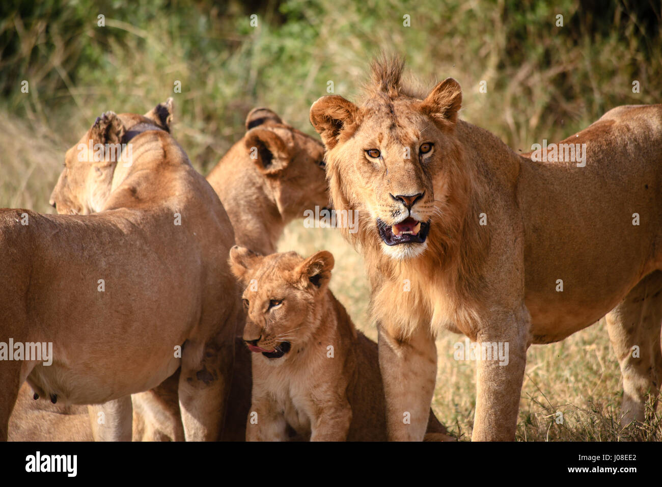 Famille de lions dans le Serengeti, Tanzanie Banque D'Images