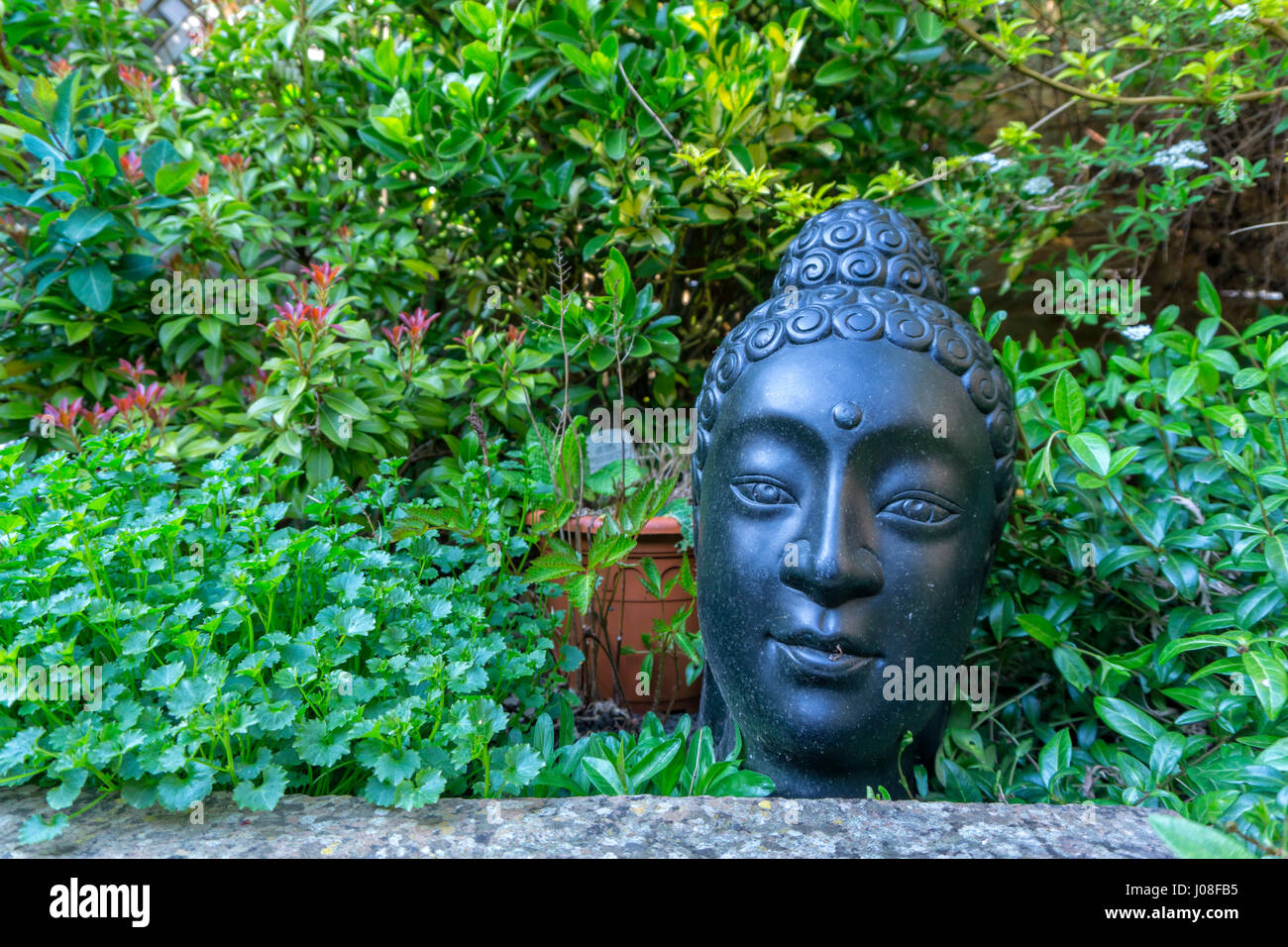 Tête de Bouddha dans le semoir de jardin Banque D'Images