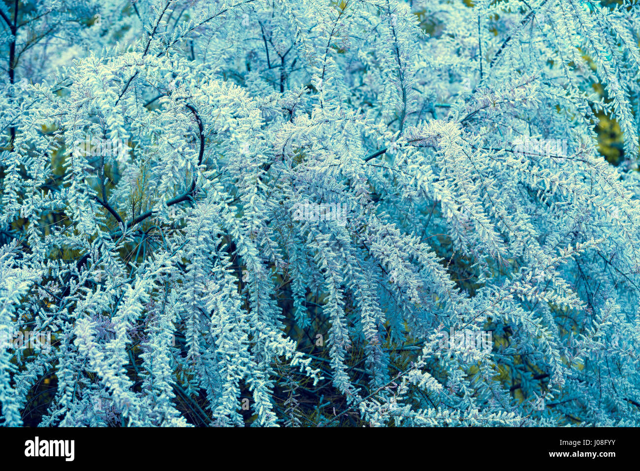 Vintage Blue Tamarix meyeri Boiss Bush dans le jardin Banque D'Images