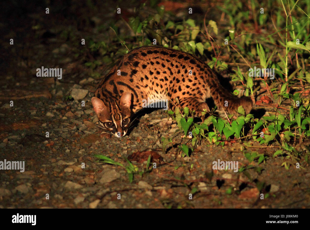 Chat-léopard (Prionailurus bengalensis) à Bornéo Banque D'Images