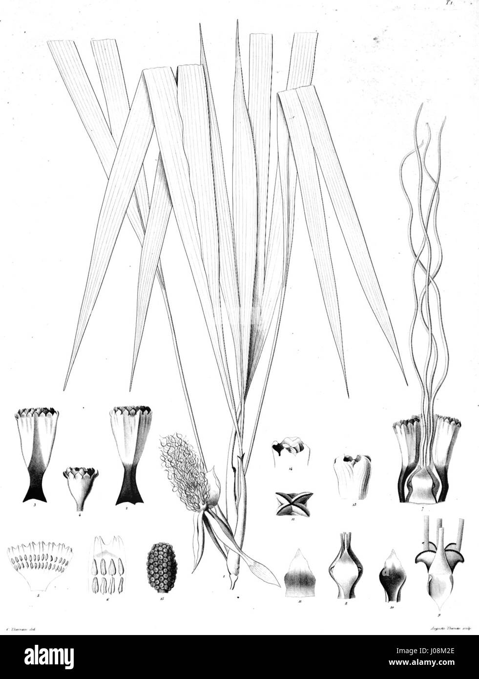 Evodianthus funifer Ørsted est une espèce de plante nommée d'après le botaniste danois Hans Christian Ørsted. Cette espèce végétale fait partie de la famille des Gentianaceae et se trouve dans les régions tropicales, remarquables pour ses fleurs distinctes et ses utilisations médicinales. Banque D'Images Evodianthus funifer Ørsted est une espèce de plante nommée d'après le botaniste danois Hans Christian Ørsted. Cette espèce végétale fait partie de la famille des Gentianaceae et se trouve dans les régions tropicales, remarquables pour ses fleurs distinctes et ses utilisations médicinales. Banque D'Images