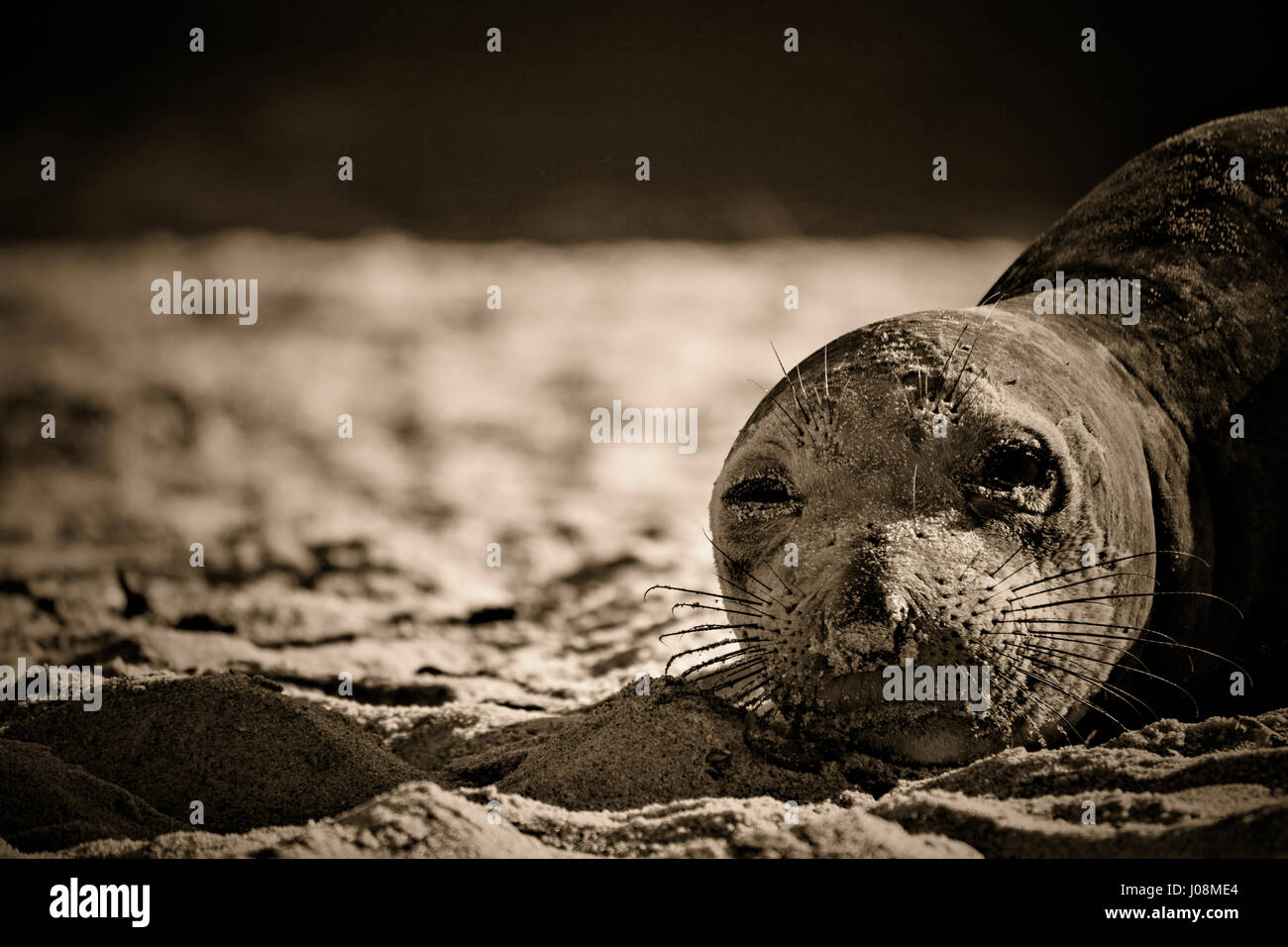 Close up of Éléphant de face sur la plage en sépia avec vignette Banque D'Images