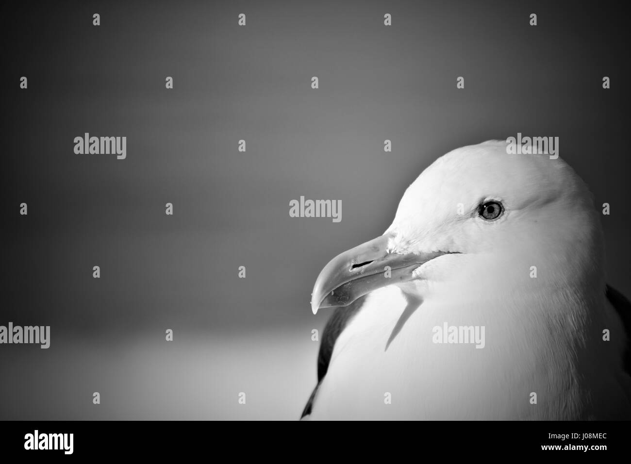 Close up of Seagull profil face en noir et blanc avec vignette Banque D'Images