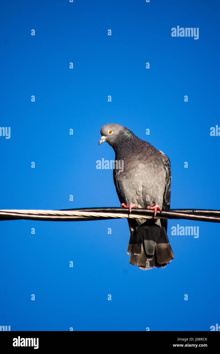 Pigeon perché sur une ligne d'alimentation avec ciel bleu brillant Banque D'Images